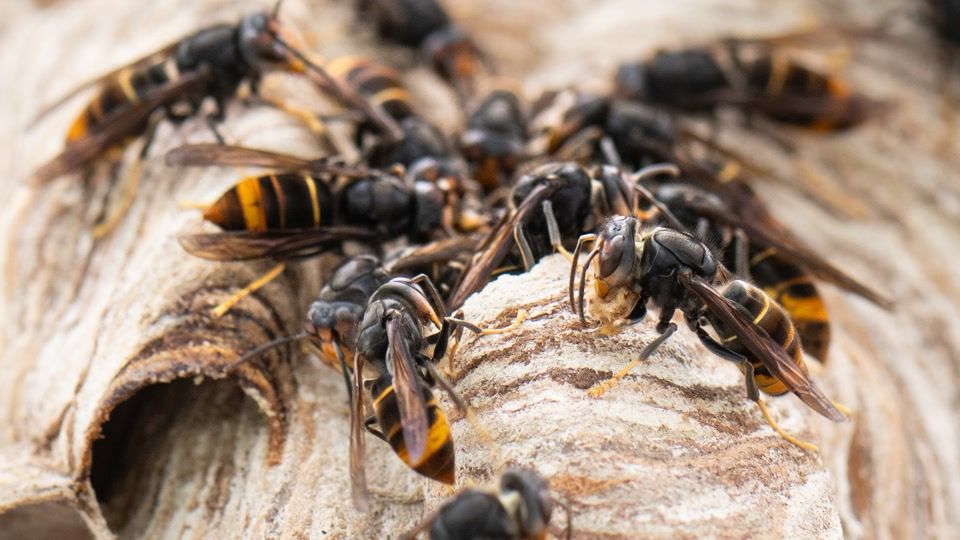 Asiatische Hornisse in ganz Rheinland-Pfalz ausgebreitet