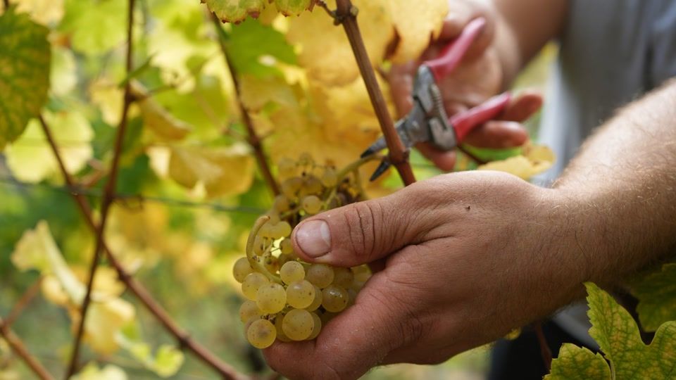 Federweißen-Lese könnte in vorletzter August-Woche beginnen