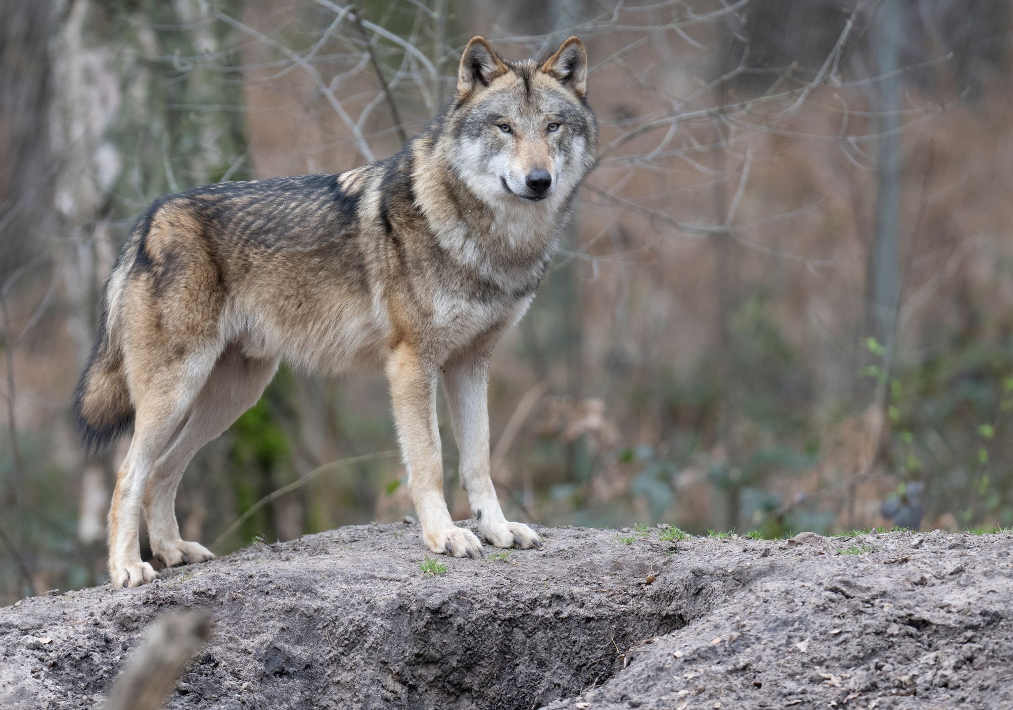 Neuer Wolf in Hessen