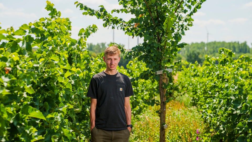 Klimawandel im Weinberg: Bäume sollen Reben helfen