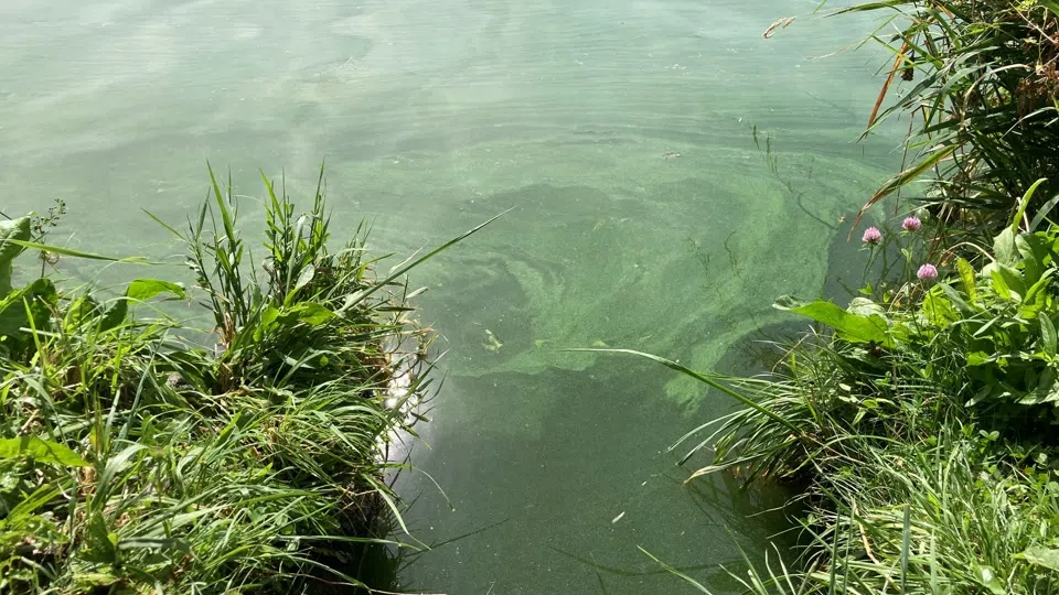 Blaualgen in Badeseen in Rheinland-Pfalz und im Saarland