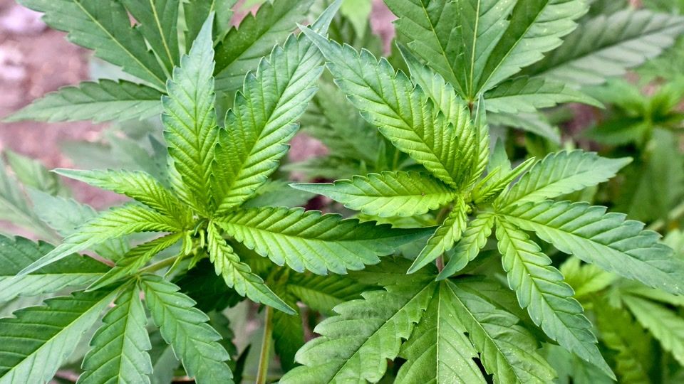Erster Cannabis-Club im Saarland bekommt grünes Licht