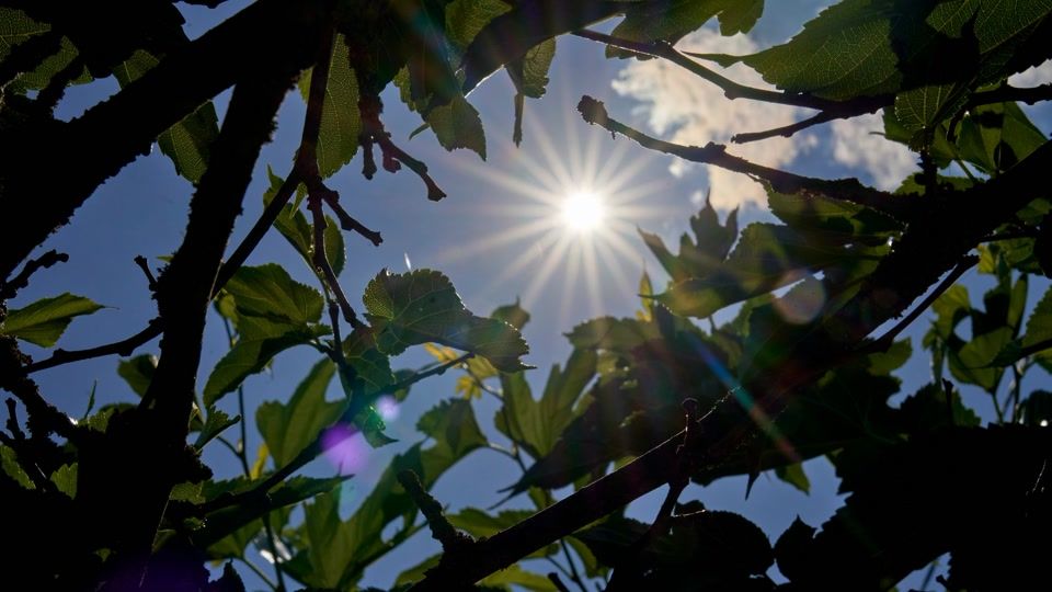 Heißes Wetter mit Gewittern in Rheinland-Pfalz und Saarland