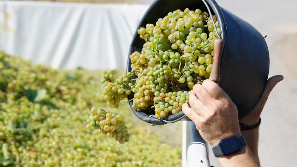 Süffig, süß, spritzig - die Federweißer-Saison startet