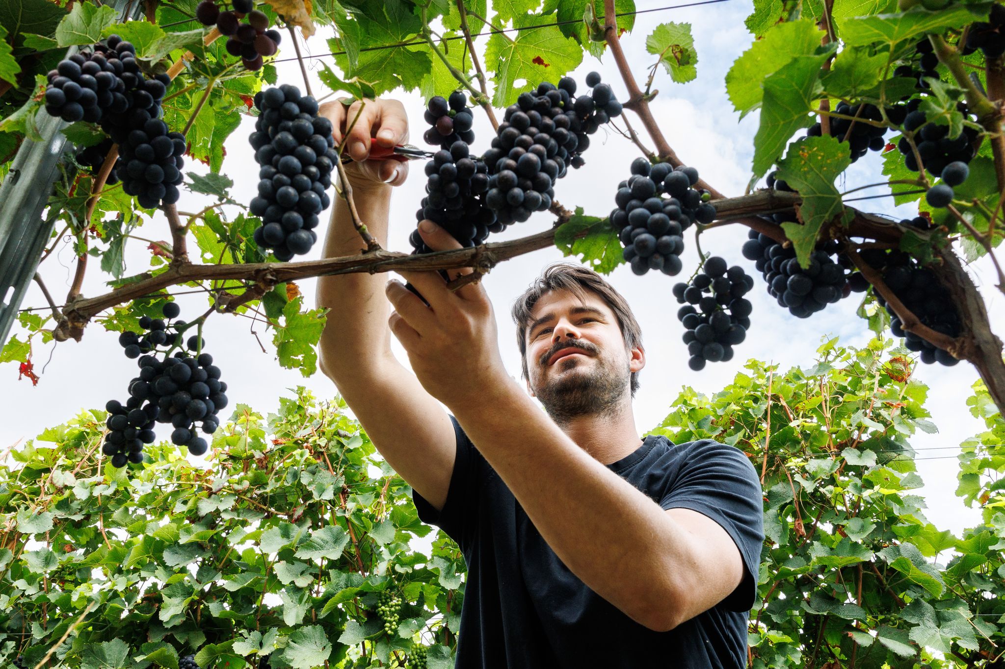 Weinlese beginnt deutlich früher als sonst