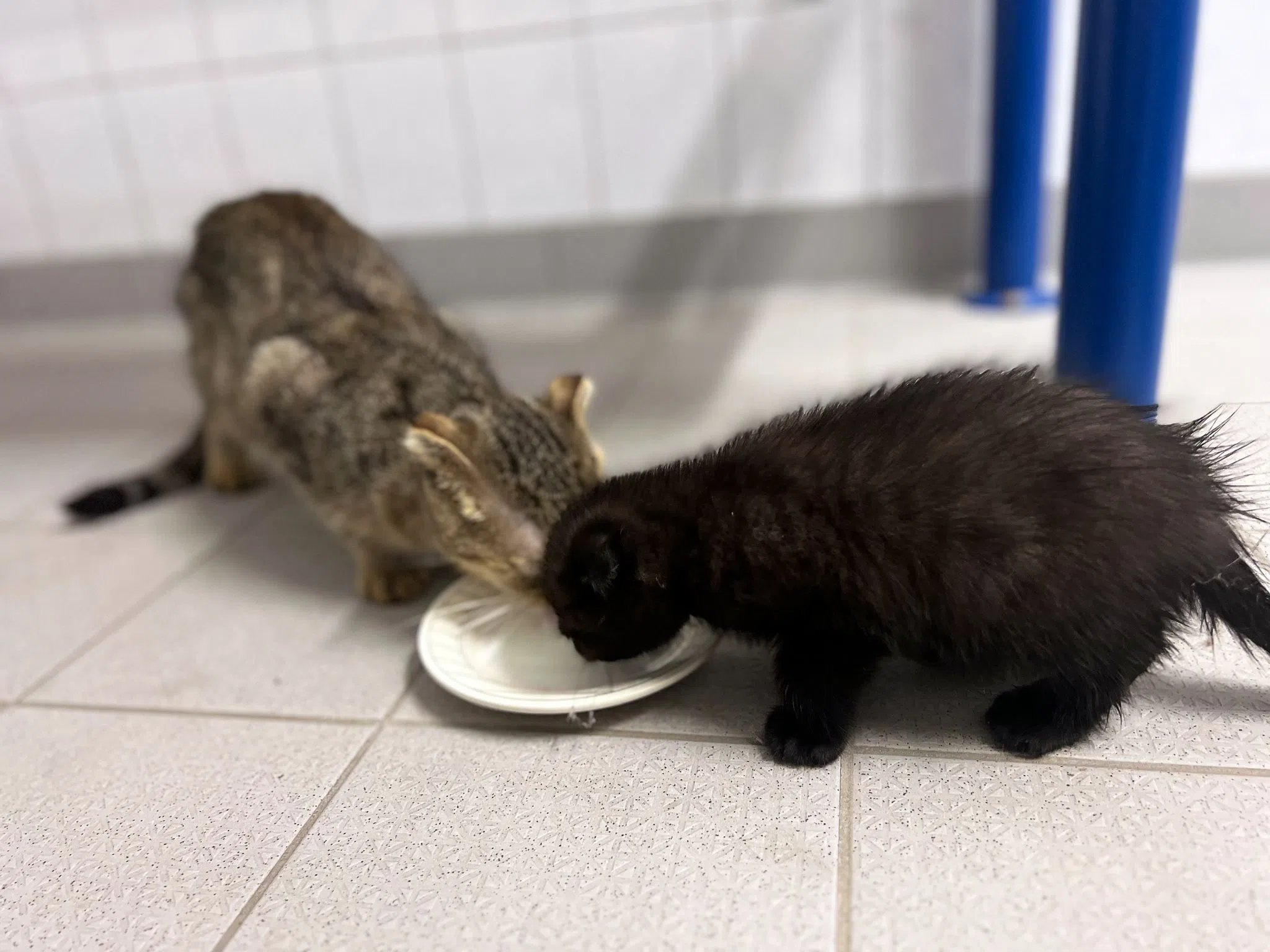 Jugendliche retten Katzenbabys aus Plastiktüte