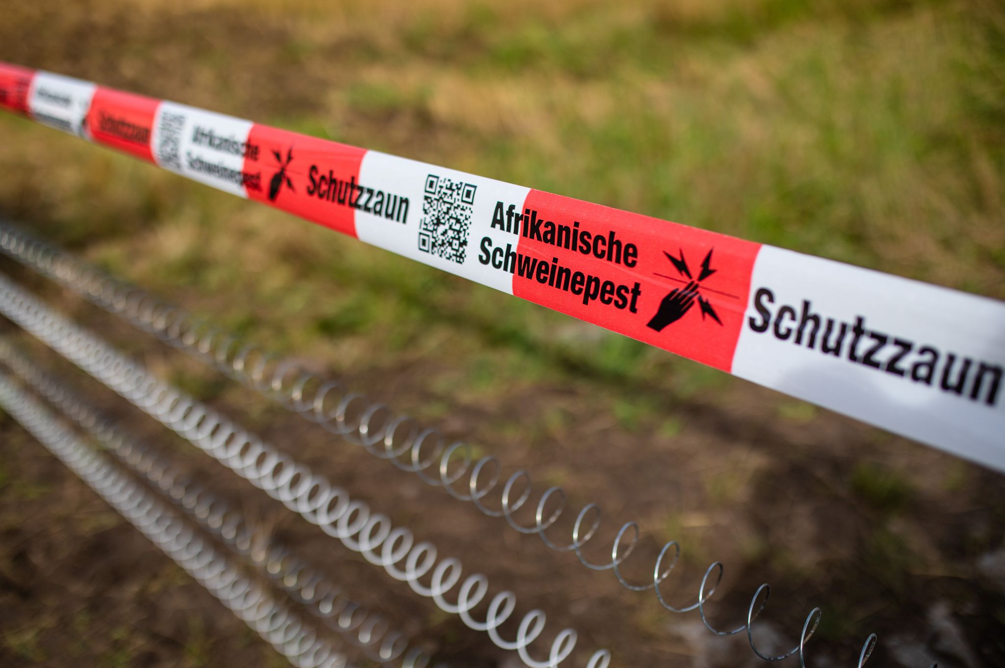 Afrikanische Schweinepest: Pläne für feste Schutzzäune