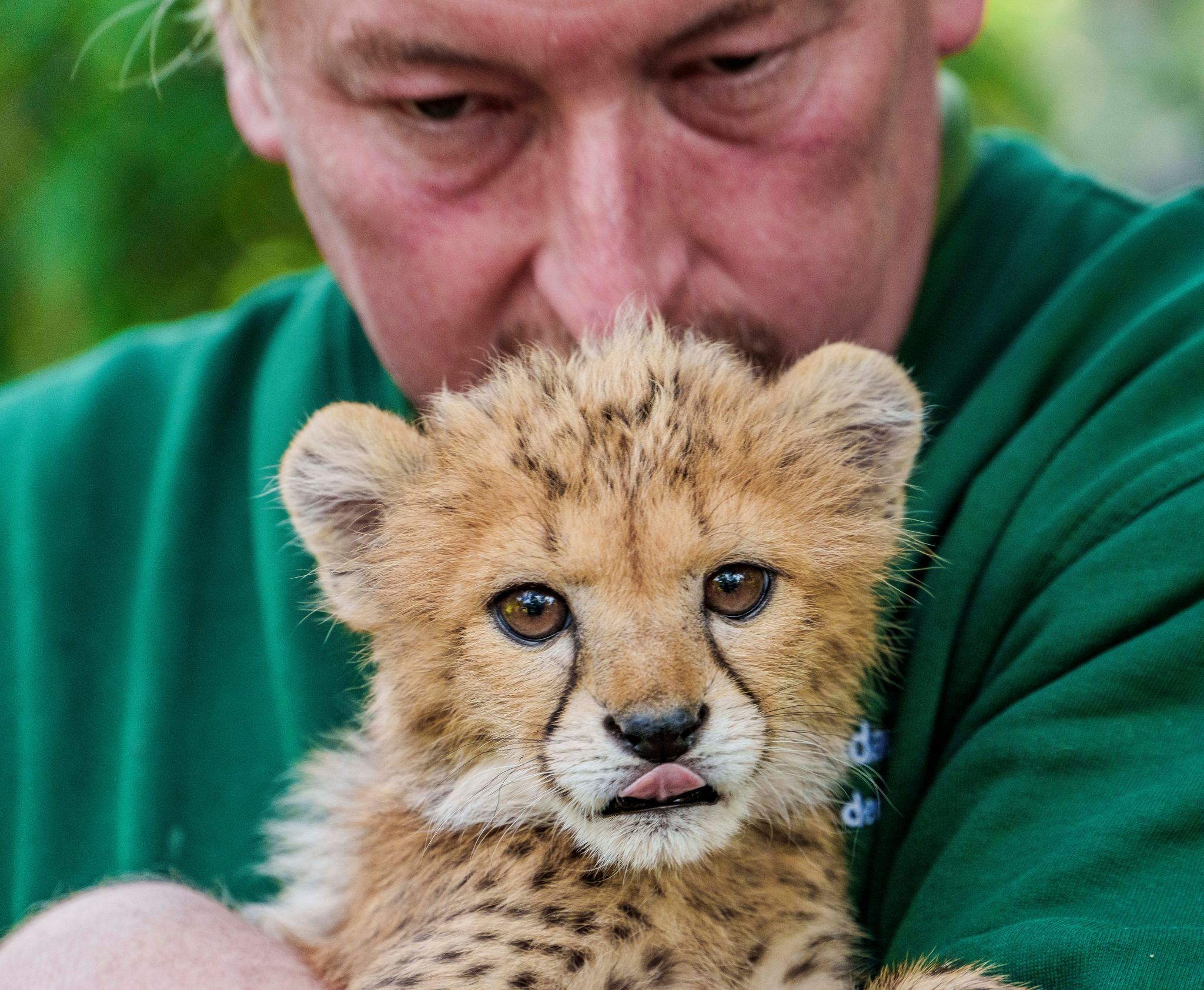 «Flaschenkind» - Zoo Landau zeigt erstmals kleine Gepardin