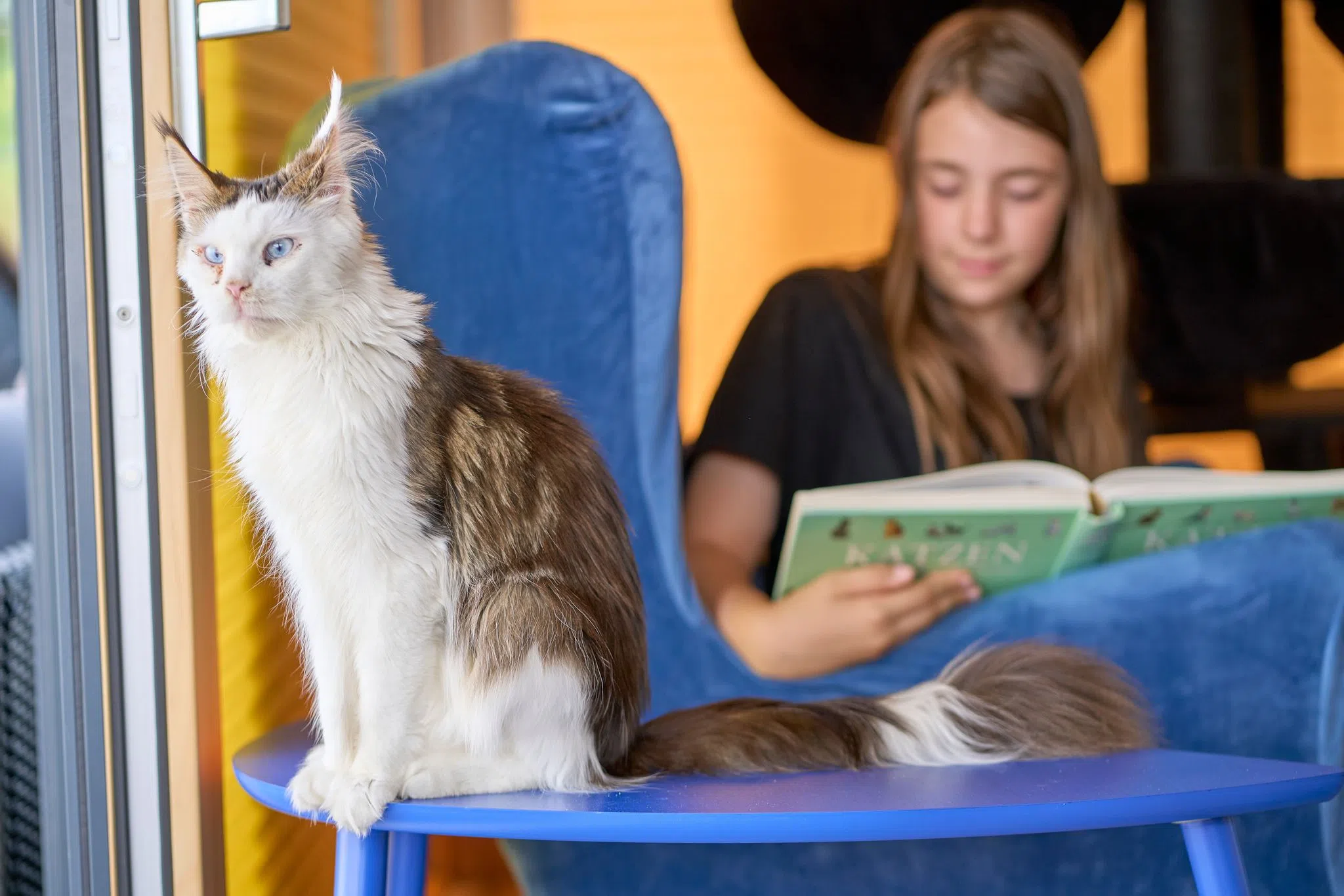 Mit Katzen das Vorlesen lernen – «Katzen erwarten nichts»