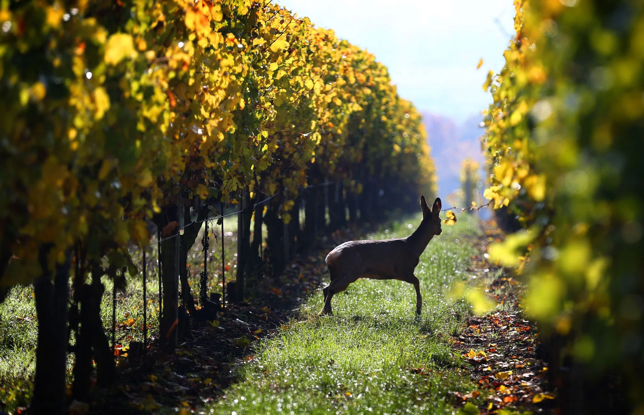 Blutspur im Weinberg – Jäger entdeckt mutmaßliche Wilderei