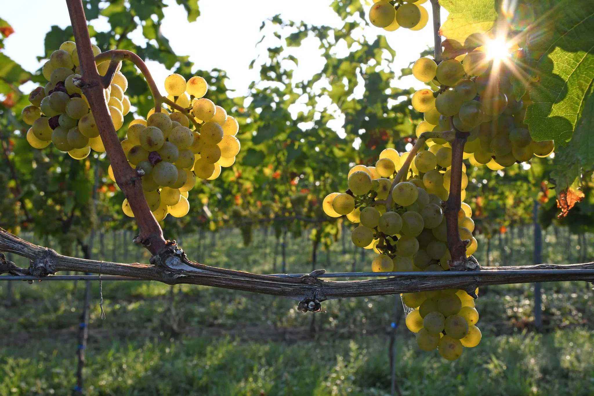 Diebstähle im Weinbaugebiet - wohl kein Versehen