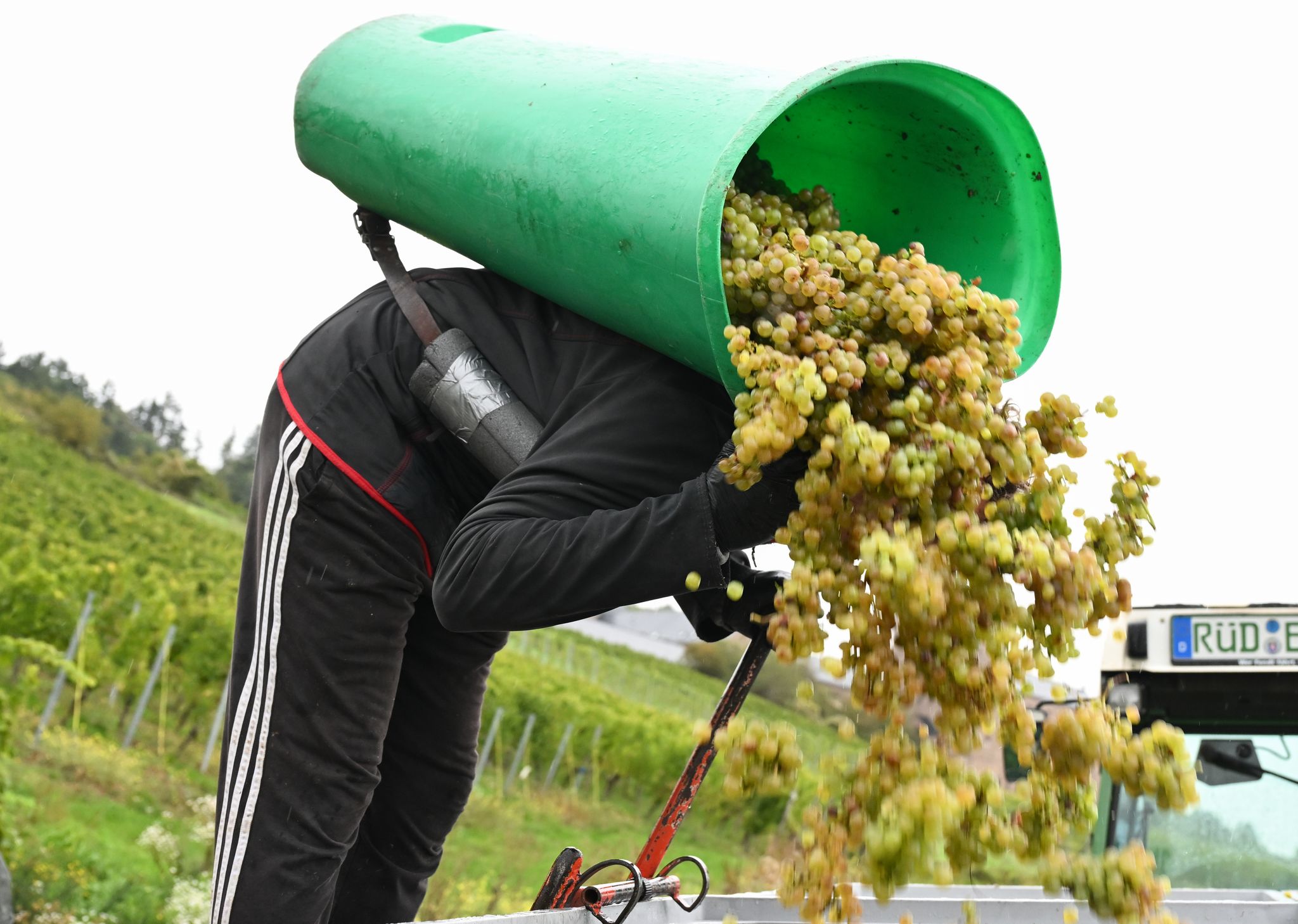 Top-Weinjahrgang nach Turbolese erwartet