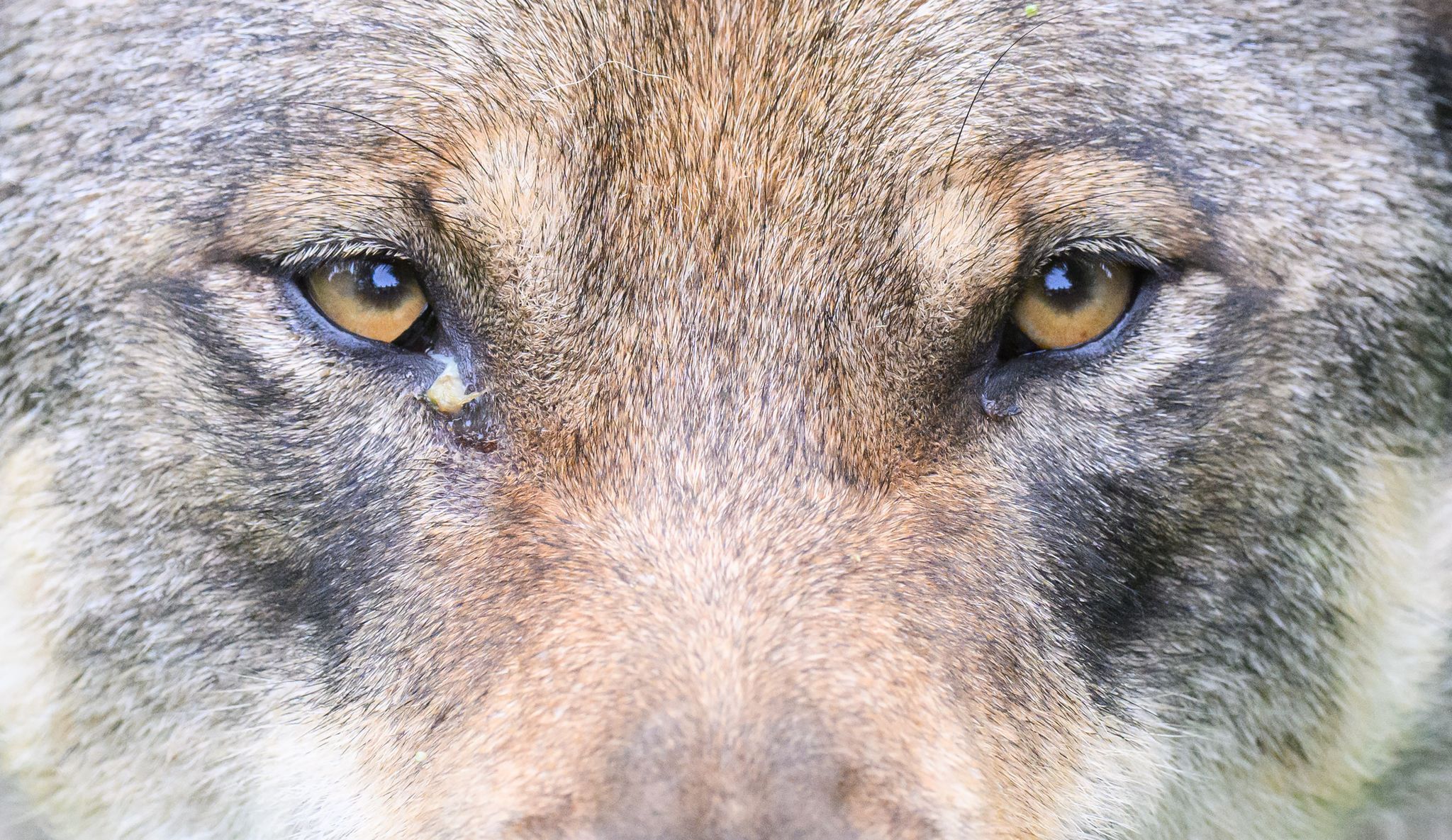 Wolf breitet sich im Land (noch) nicht flächig aus
