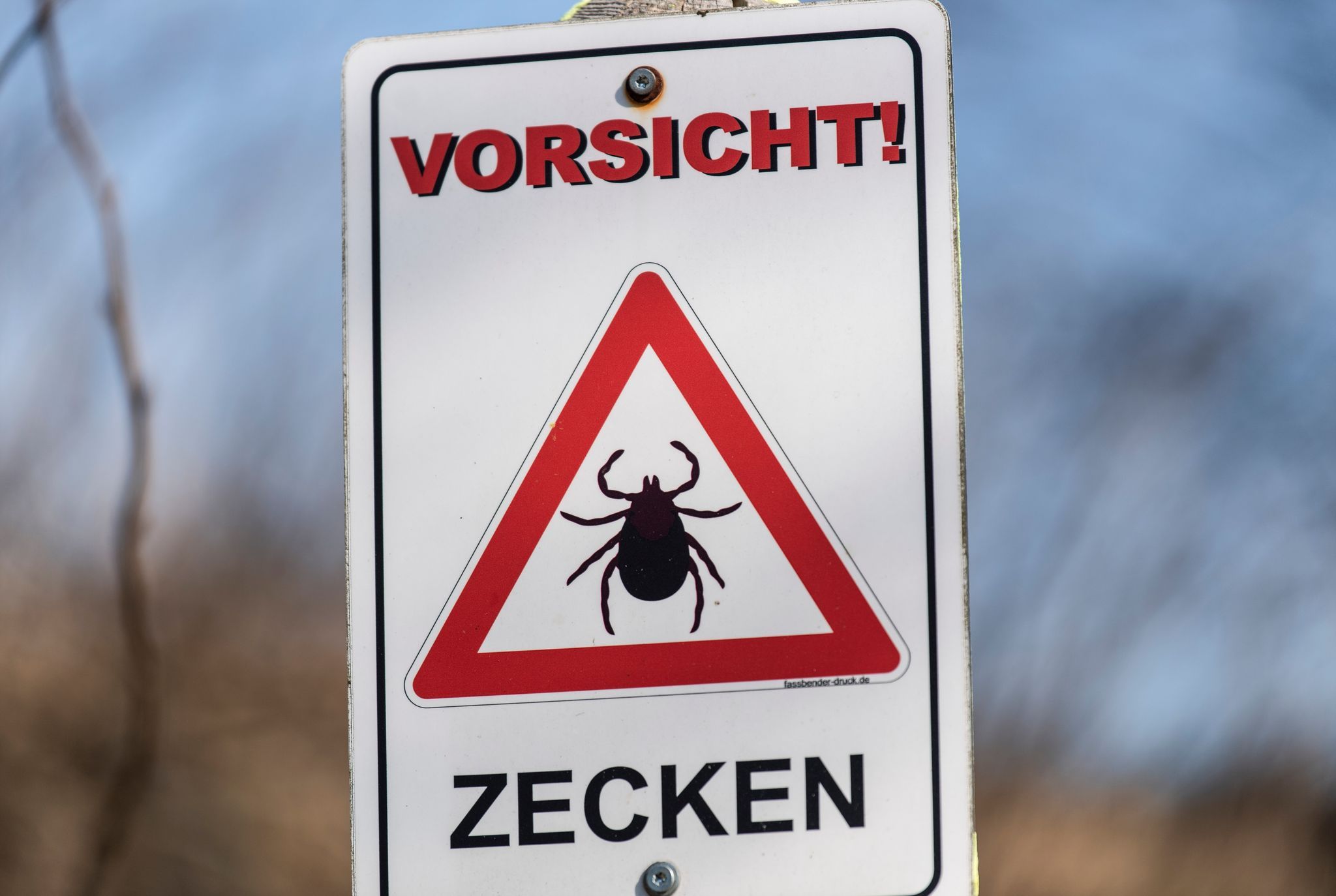 Zecken-Stich: Borreliose-Fälle nehmen massiv zu