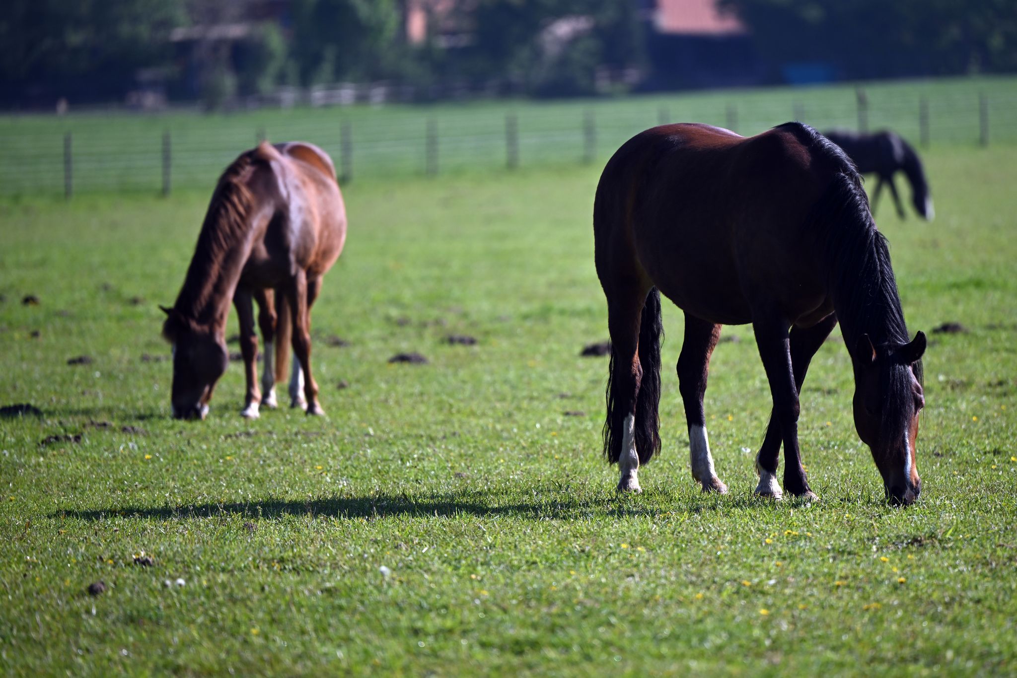 Pferd springt aus fahrendem Anhänger auf Autobahn und stirbt