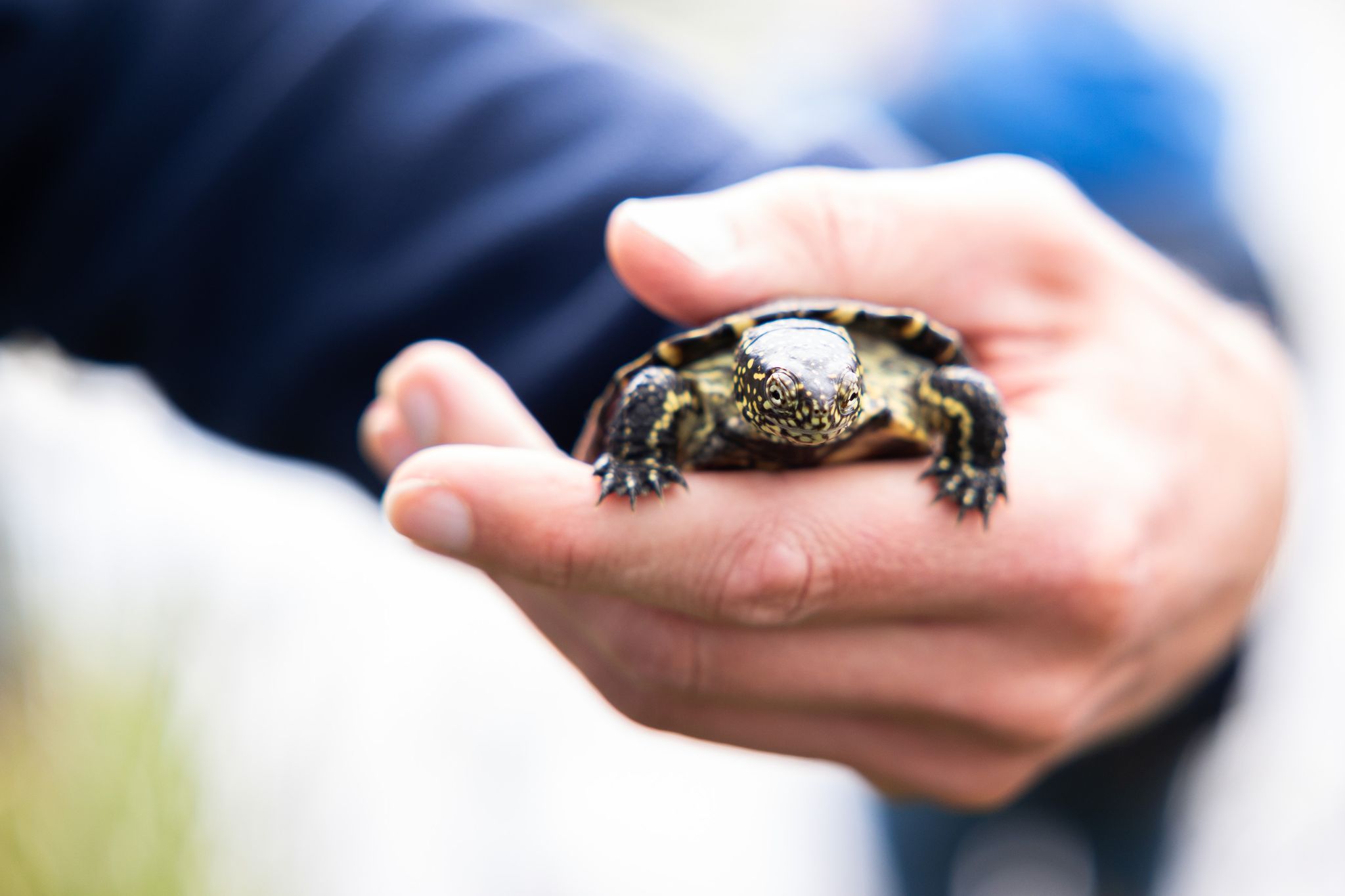 Wiederansiedlung: 500. Sumpfschildkröte wird ausgewildert