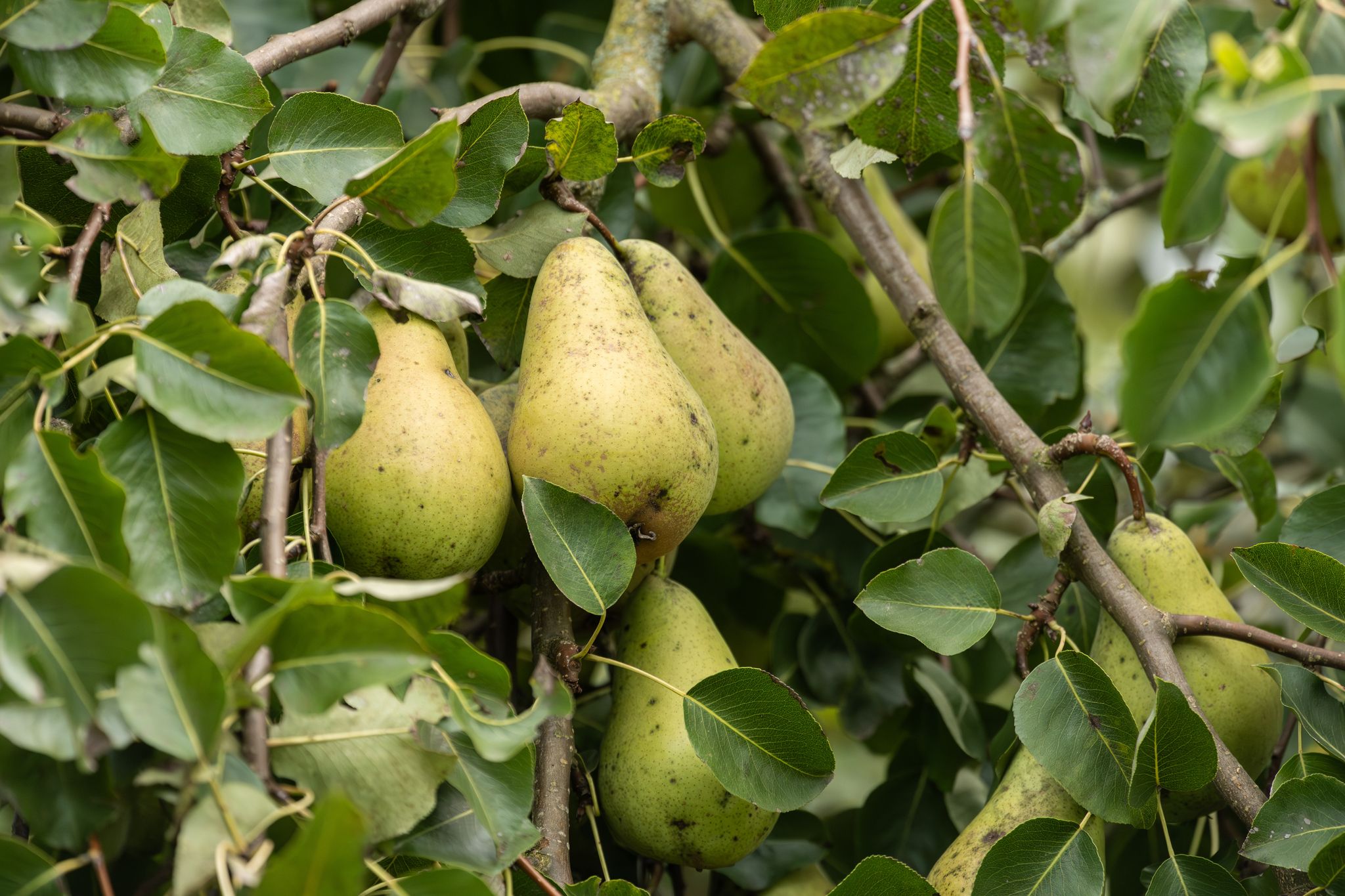 Obstdiebe stehlen mehr als 100 Kilo Birnen
