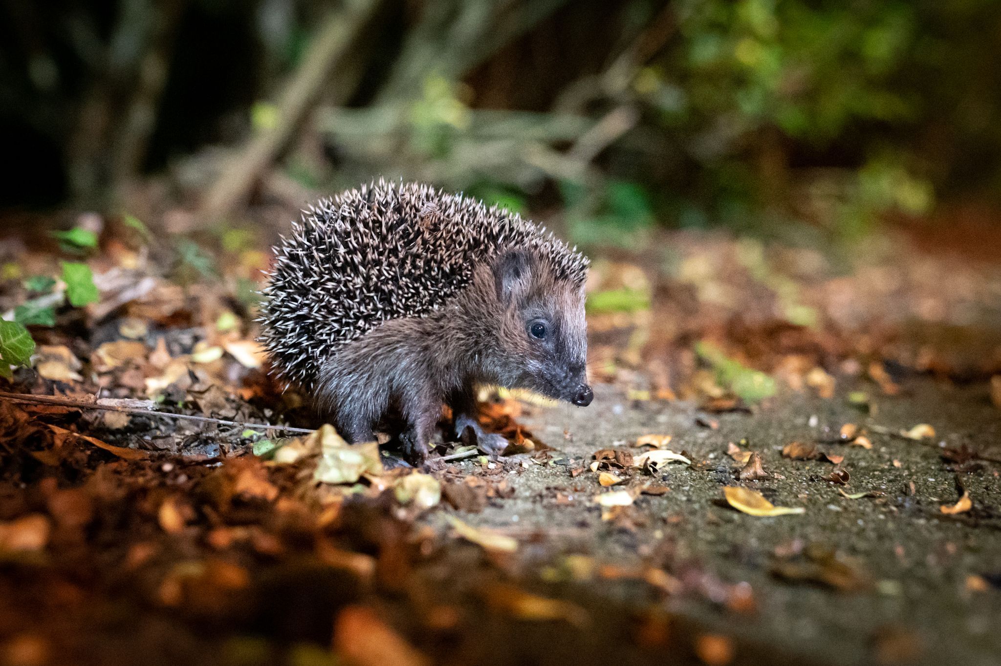 Polizeibeamte befreien Igel aus Gartenzaun