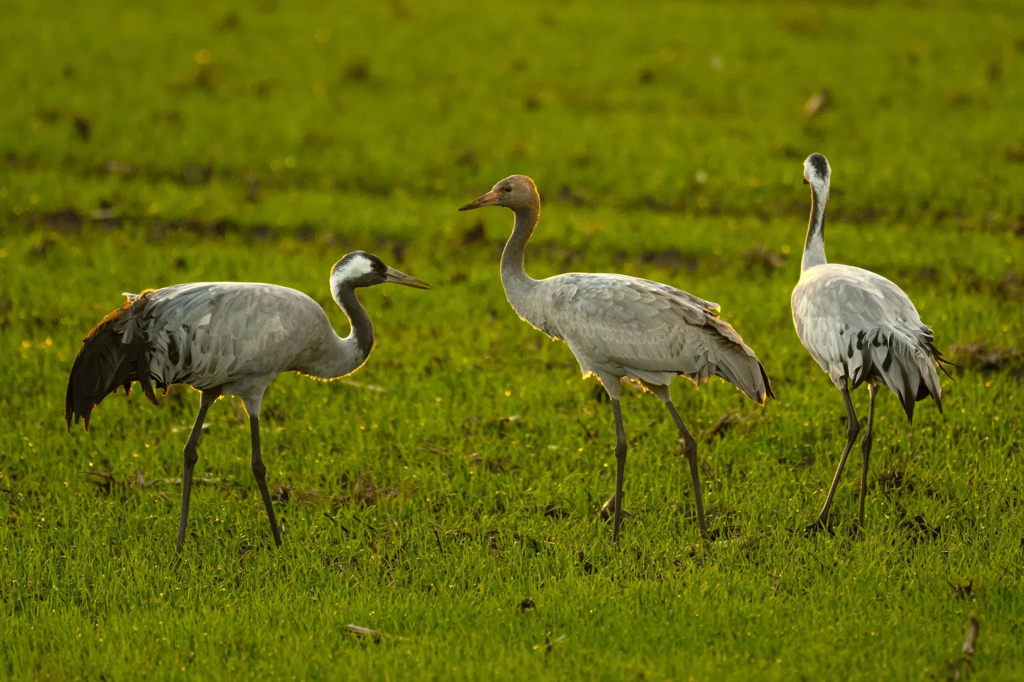 Bestätigter Vogelgrippe-Ausbruch im Westerwaldkreis