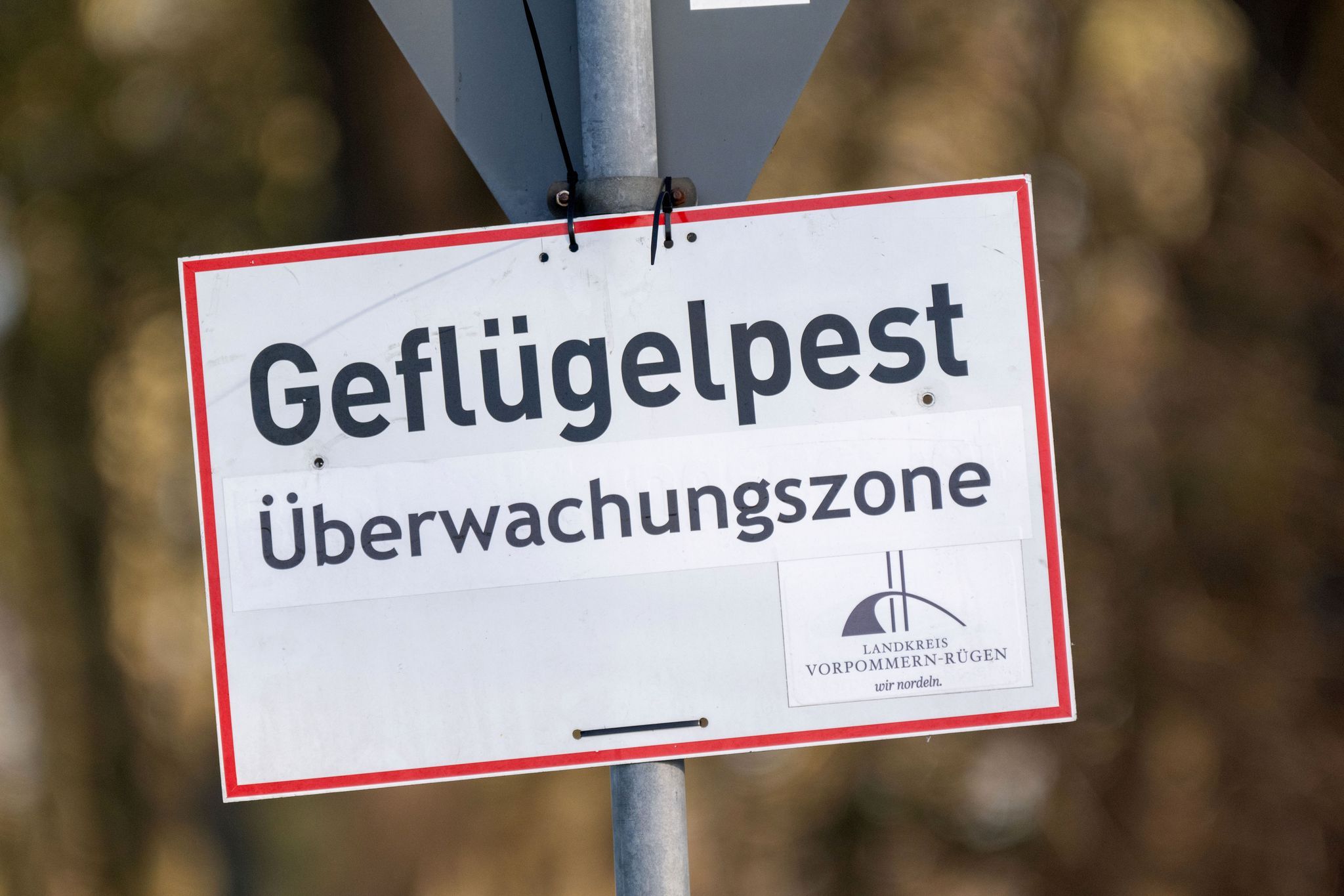 Vogelgrippe ist auch in Rheinland-Pfalz angekommen