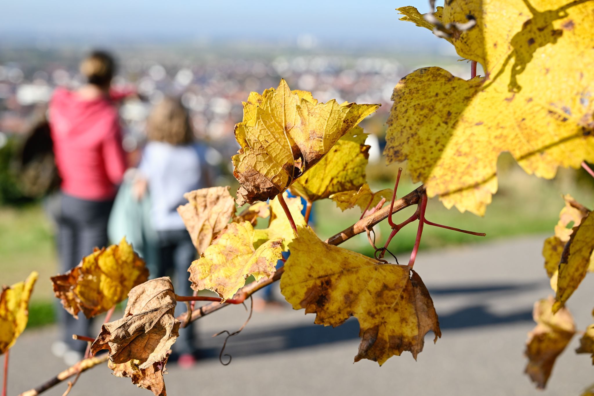 Was Rheinland-Pfalz für die Herbstferien zu bieten hat