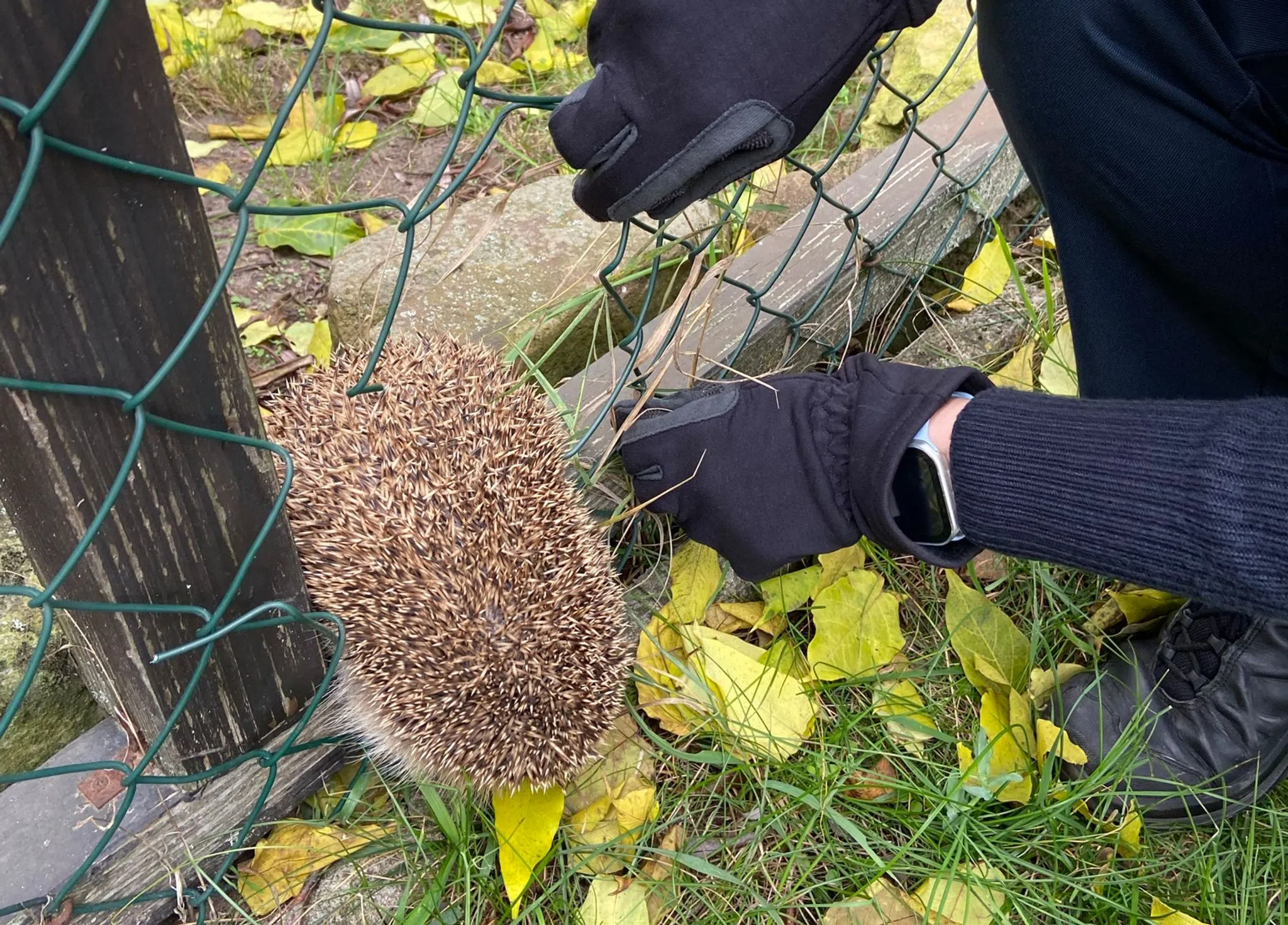 Polizeibeamte befreien Igel aus Gartenzaun