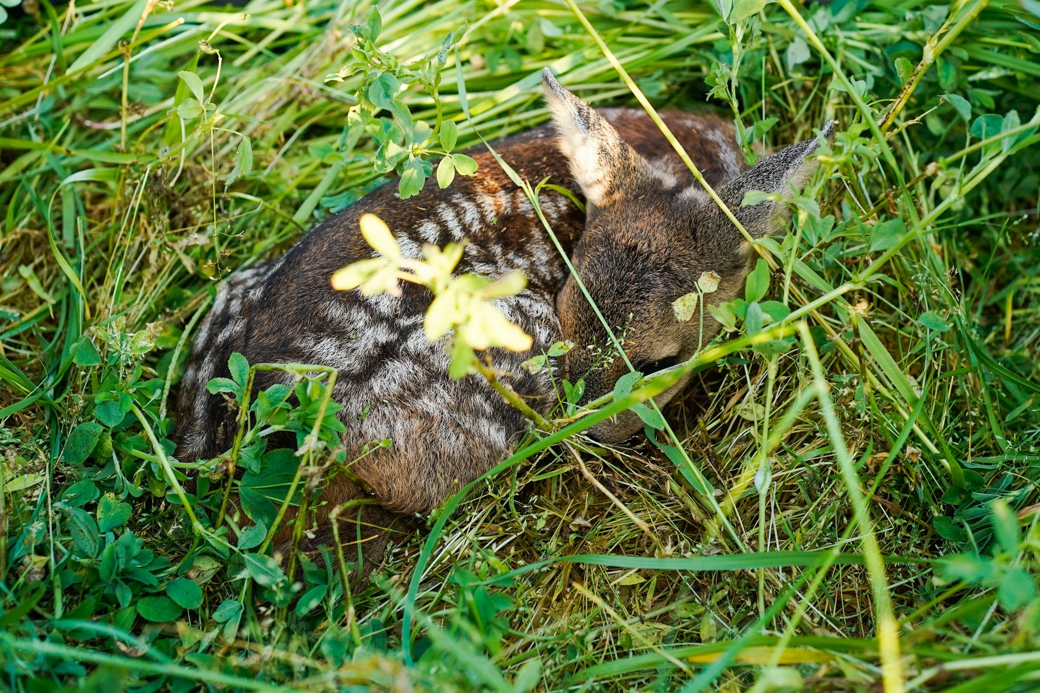 Drohnen mit Wärmebildkameras zur Rehkitz-Rettung