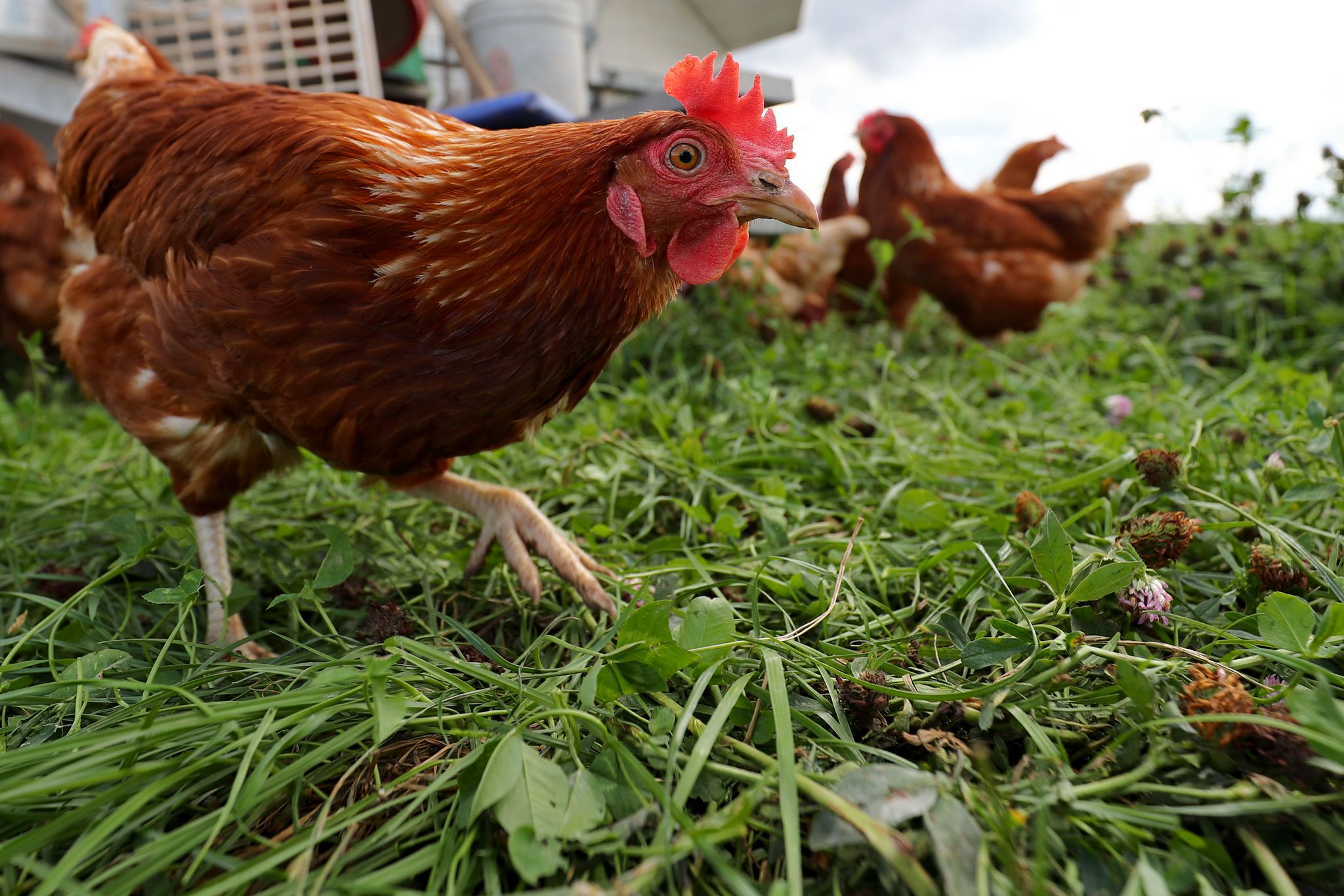 Vogelgrippe: Geflügelwirtschaftsverband für Stallpflicht Vogelgrippe: Geflügelwirtschaftsverband für Stallpflicht