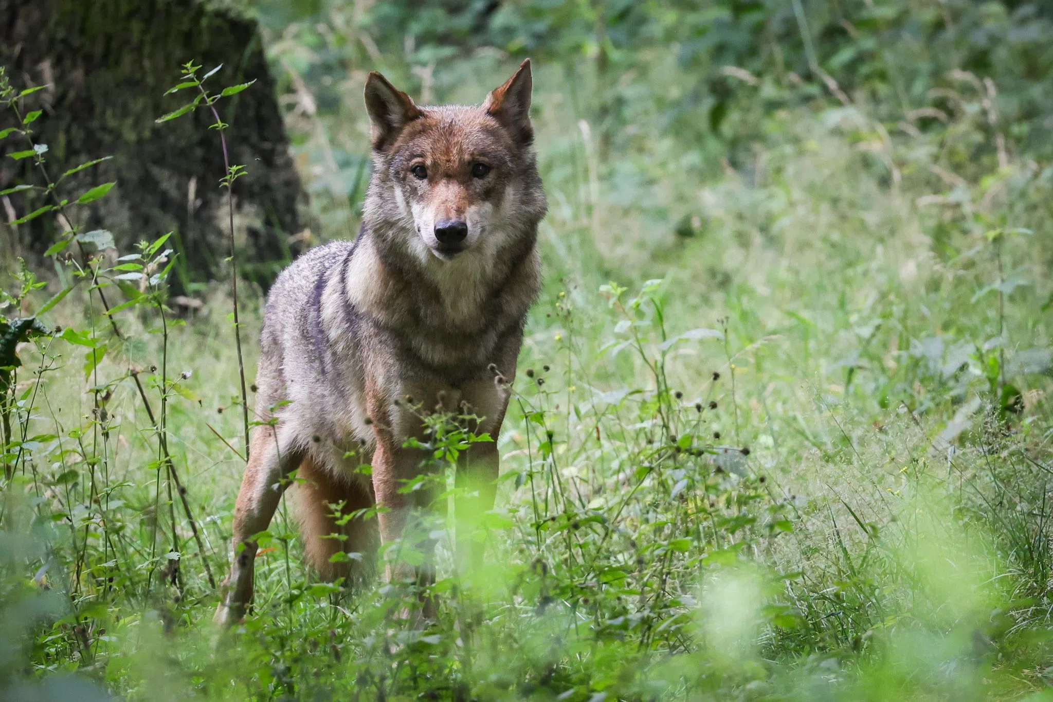 Wolf auf Autobahn überfahren