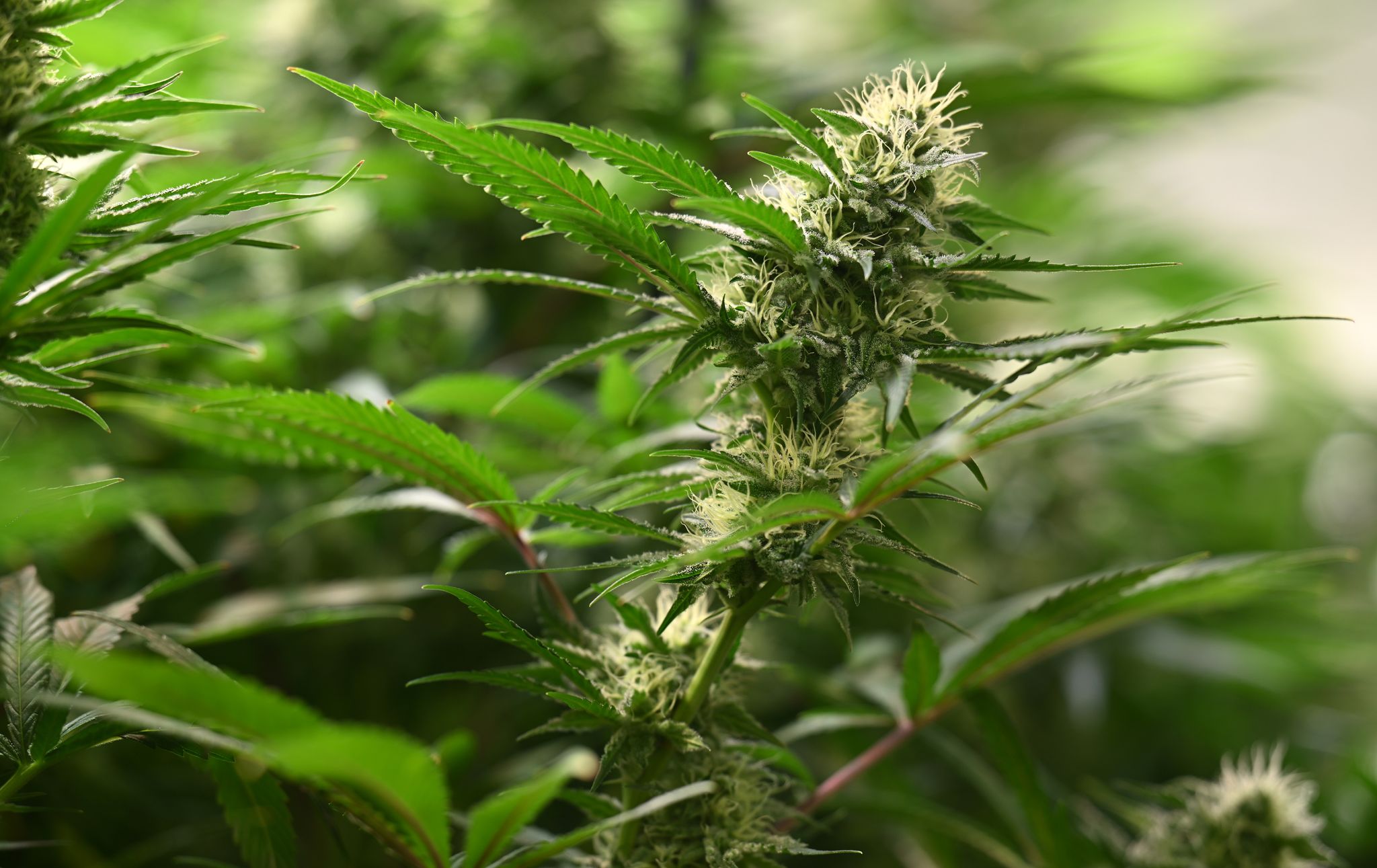 Razzien gegen Cannabis-Bande - Plantagen ausgehoben