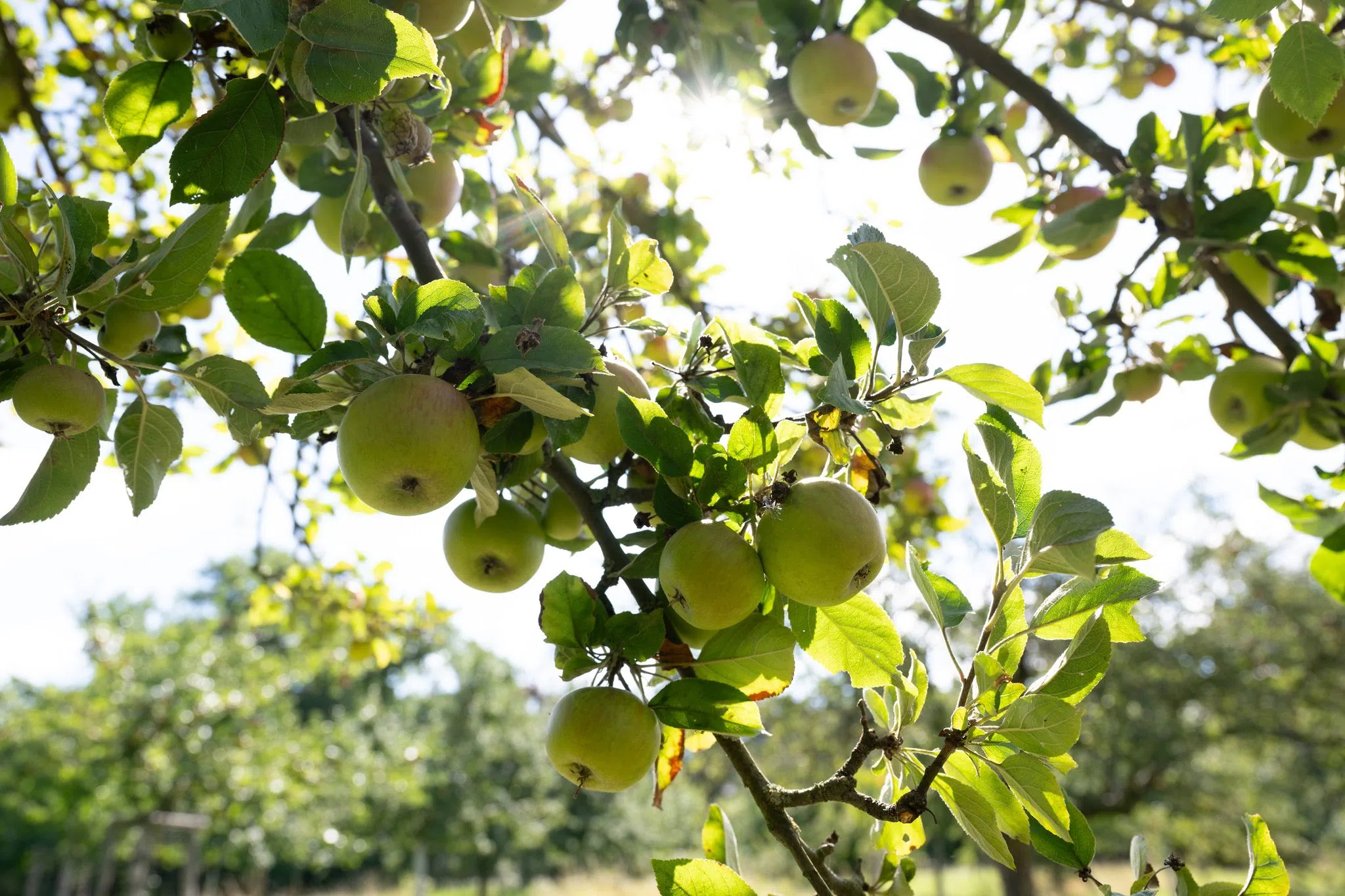 Bauern in Rheinland-Pfalz ernten deutlich mehr Obst