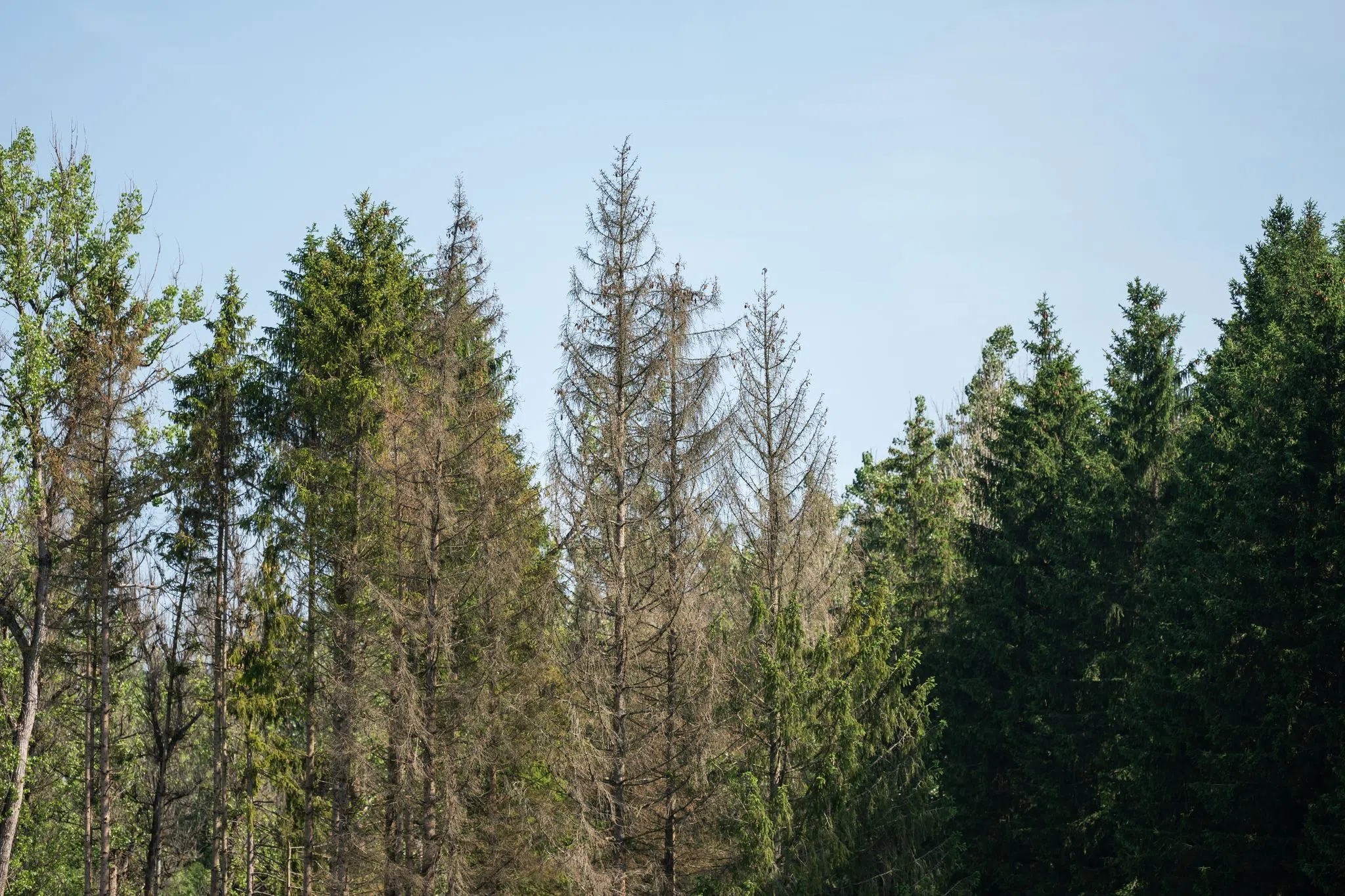Landesforsten warnt vor Waldbesuchen bei Stürmen