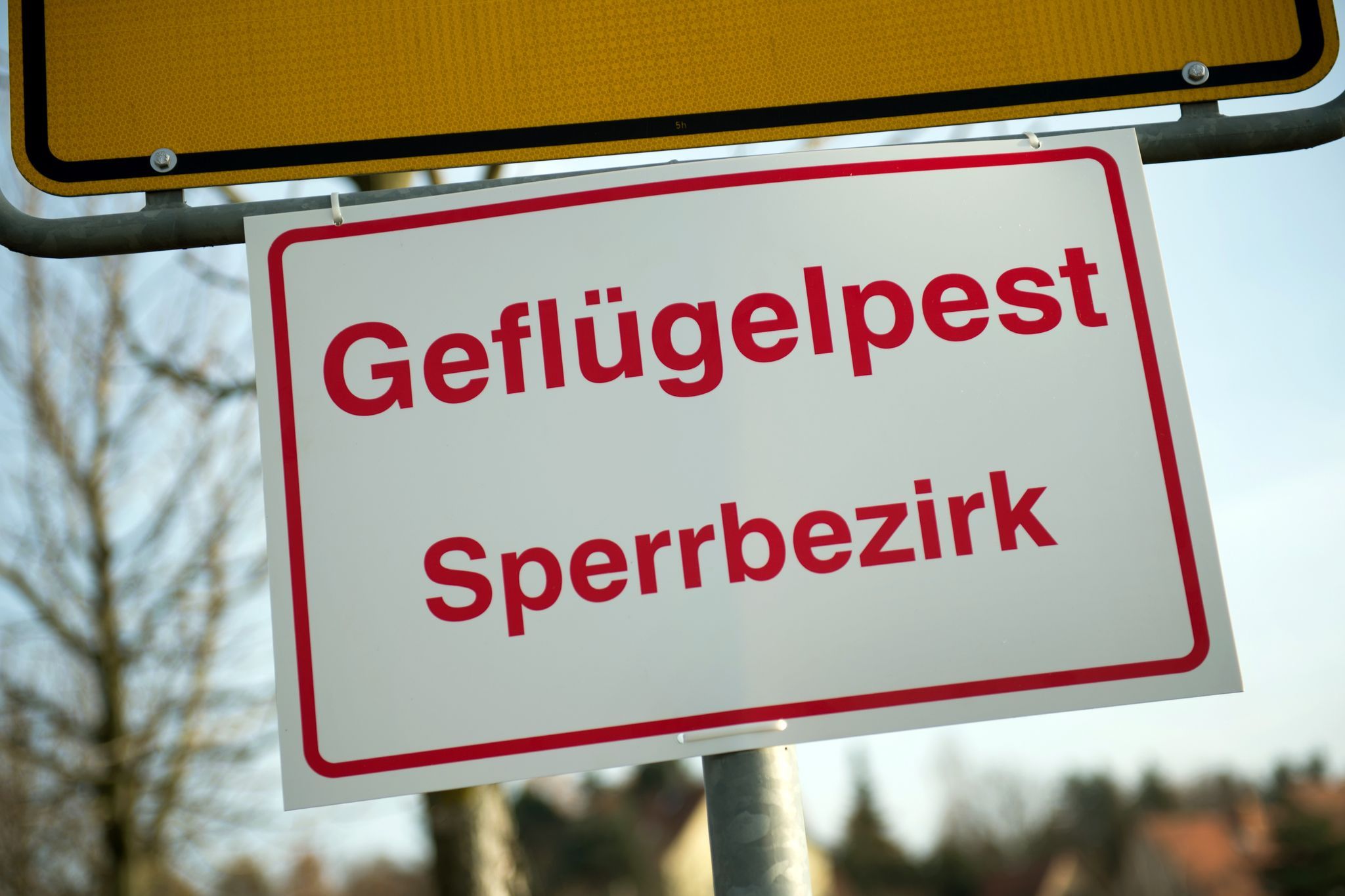 Vogelgrippe bei totem Schwan in Ludwigshafen nachgewiesen
