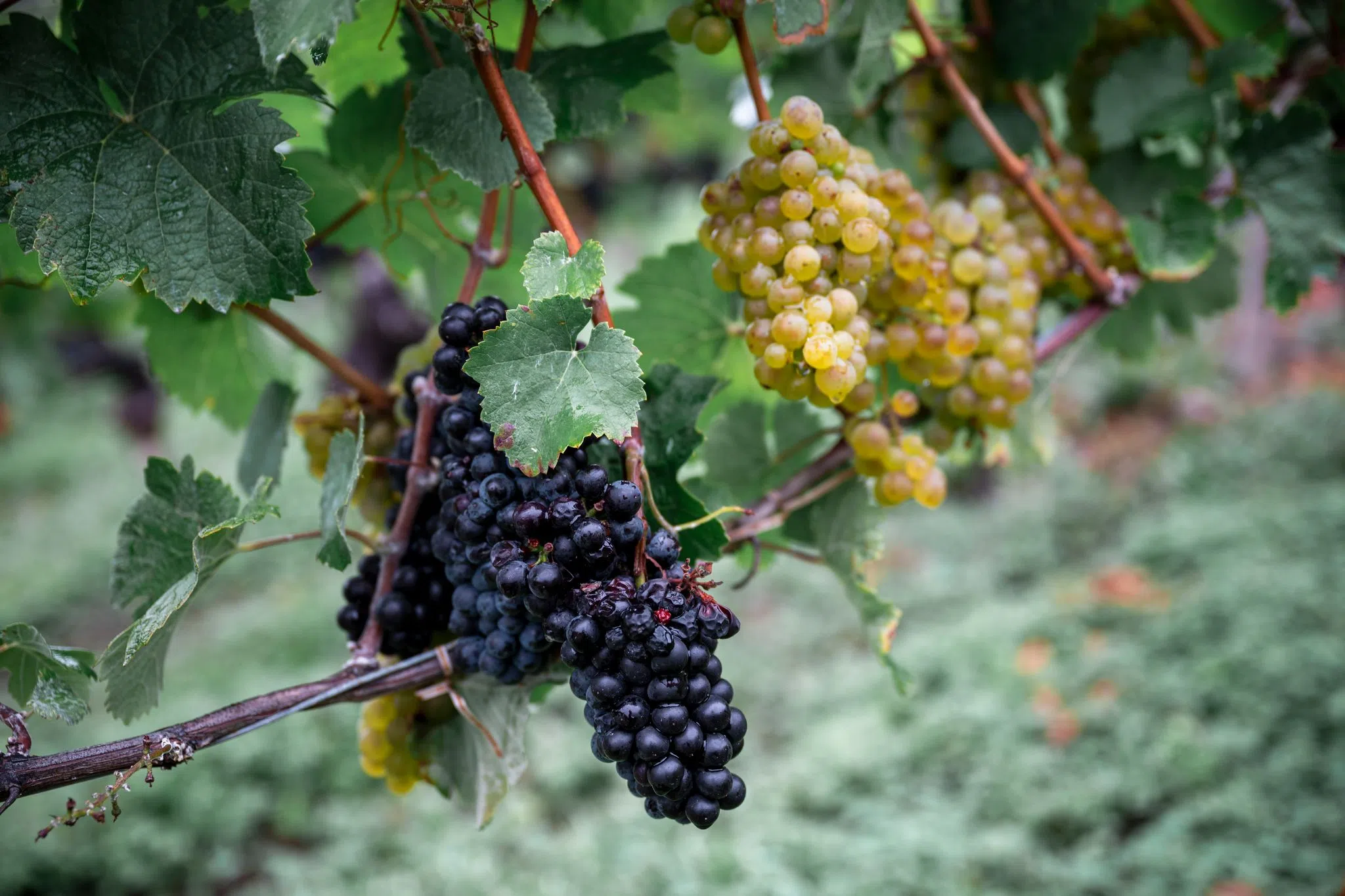 Weinernte fällt geringer aus als angenommen