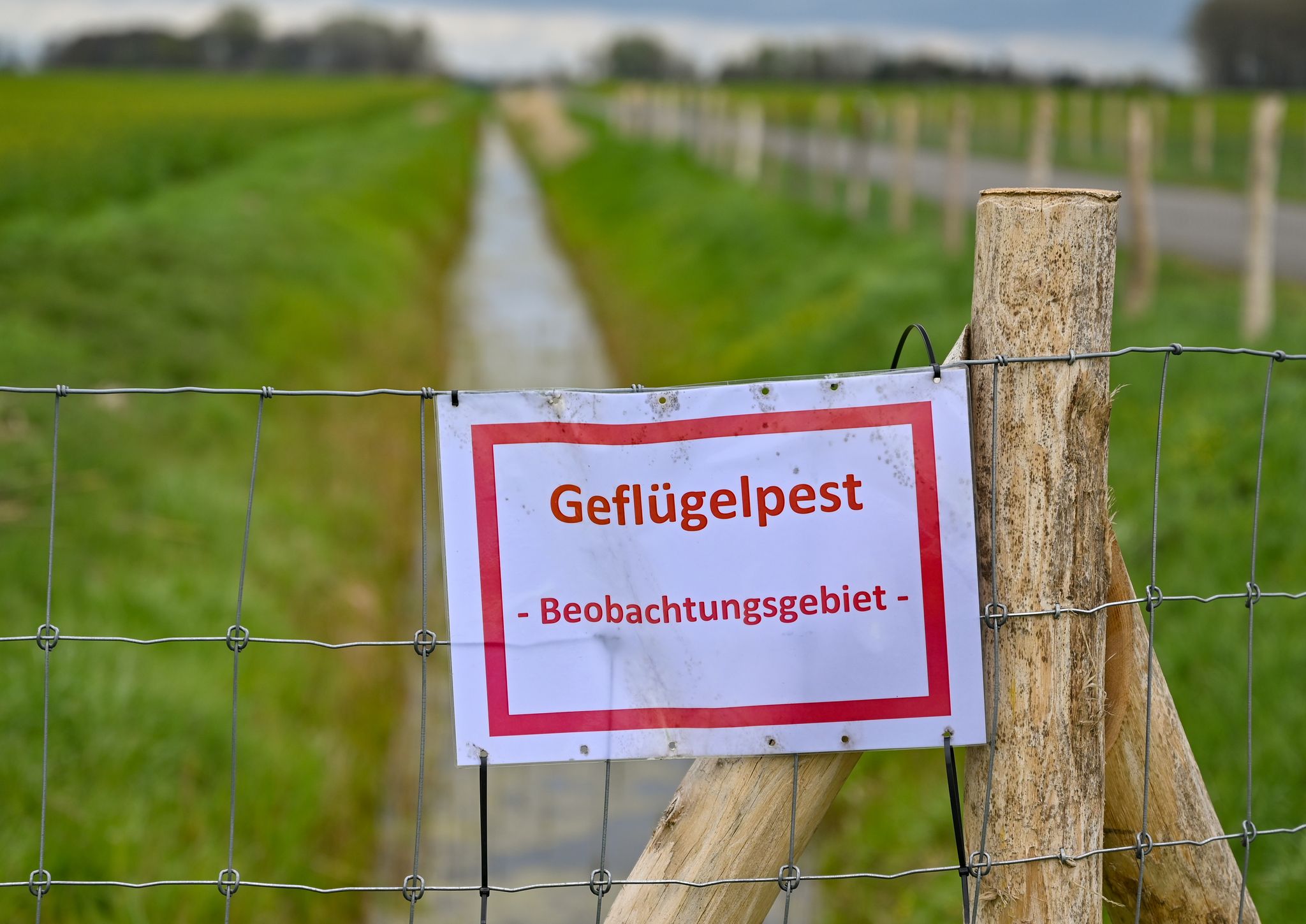 «Ungewöhnliche Dynamik» - Vogelgrippe breitet sich aus