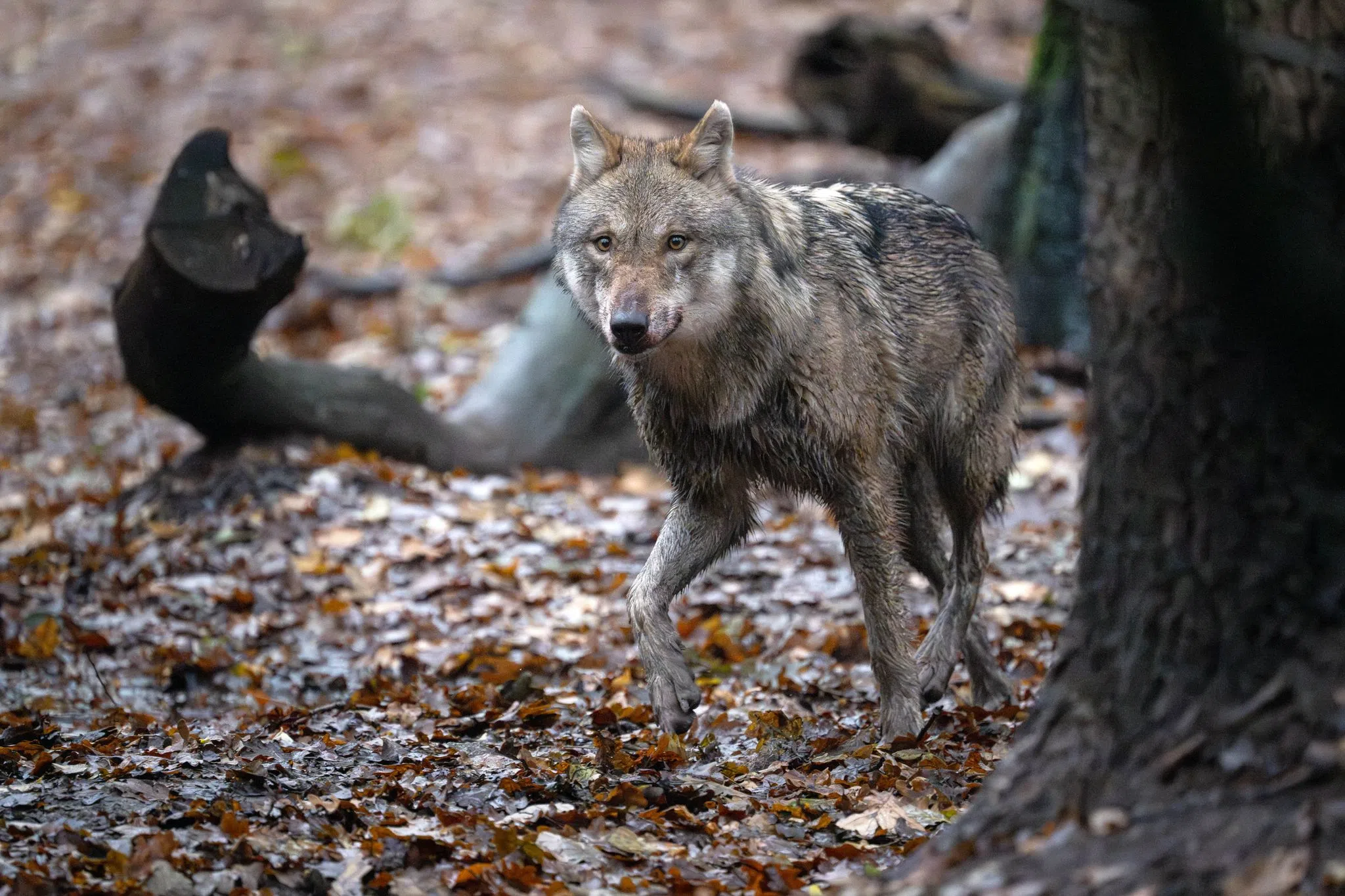 Der auf einer Autobahn überfahrene Wolf war gar keiner