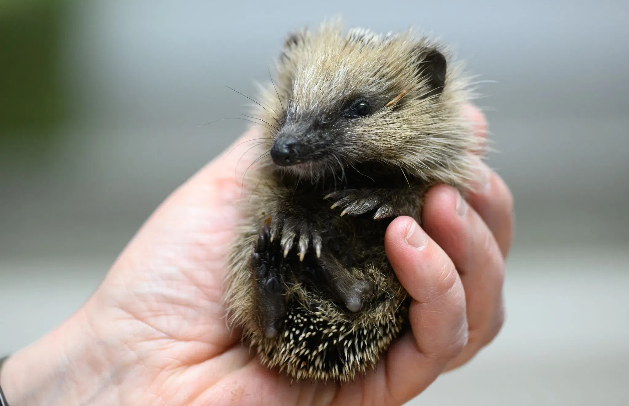 Retter am Limit - Warum so viele junge Igel gefunden werden