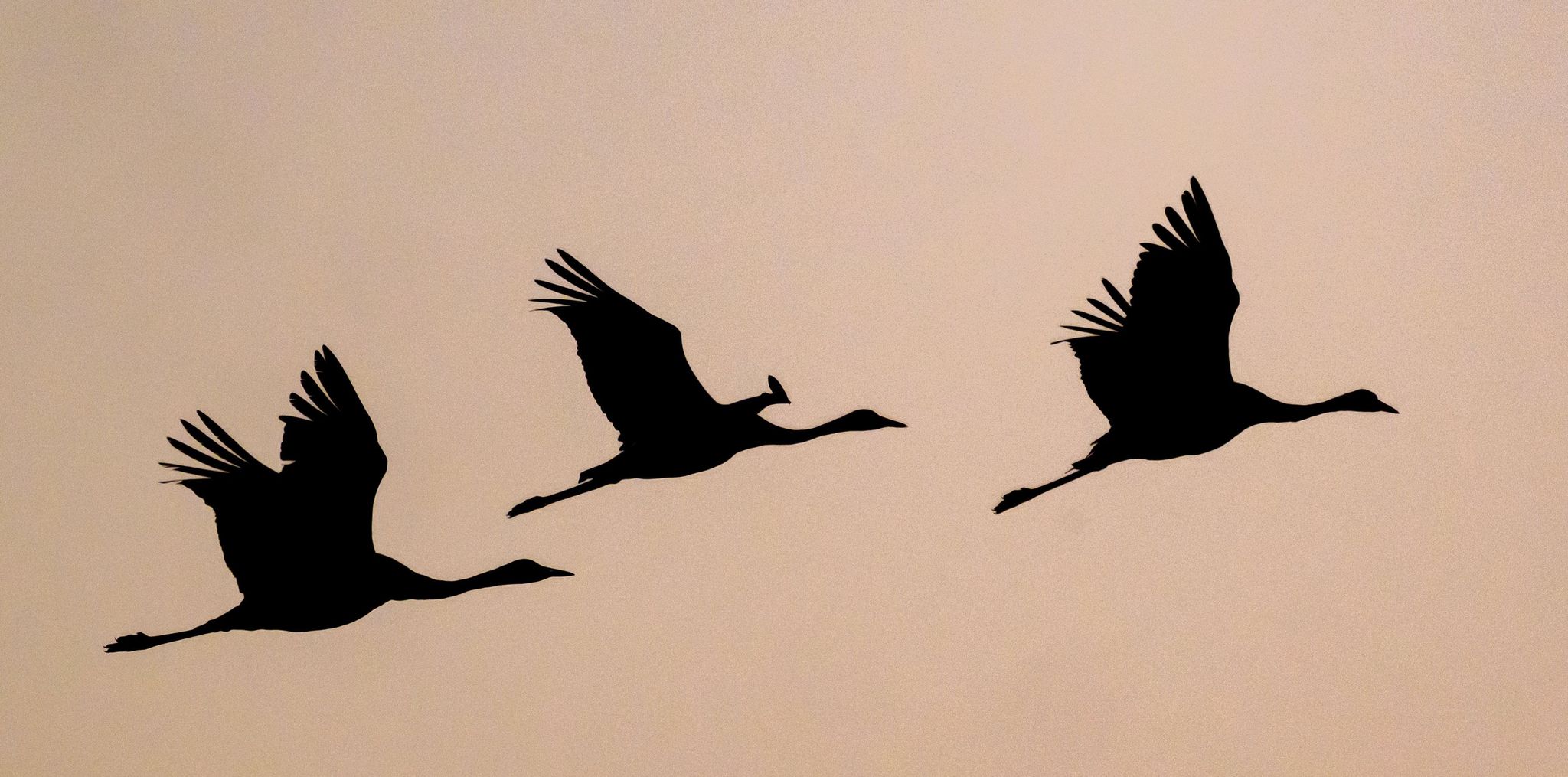 Durch Kranich-Züge: Angst vor Vogelgrippe wächst