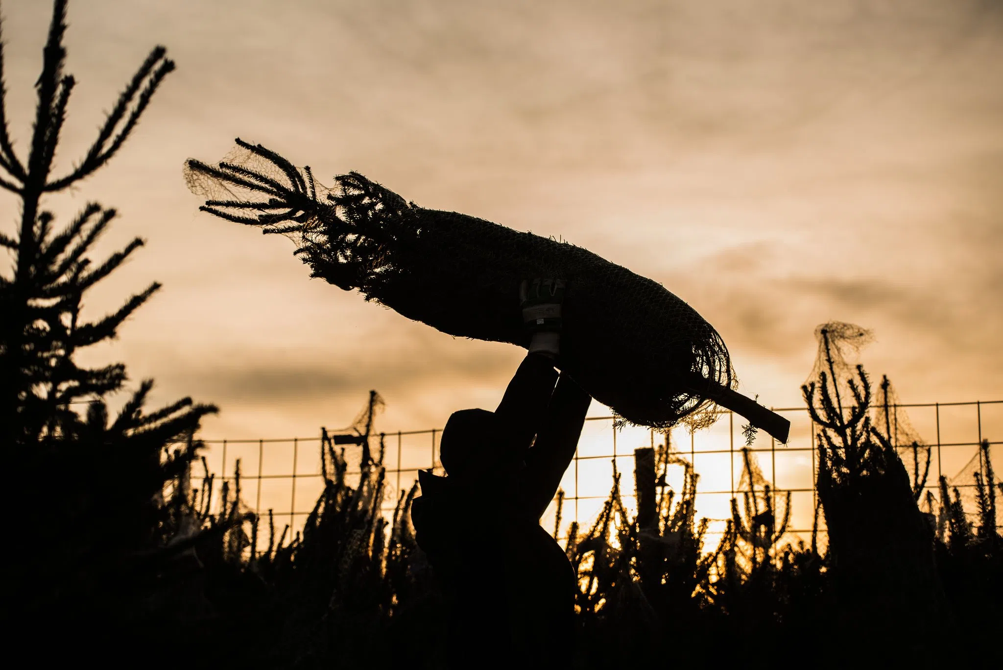 Städte zahlen Tausende Euro für Weihnachtsbäume