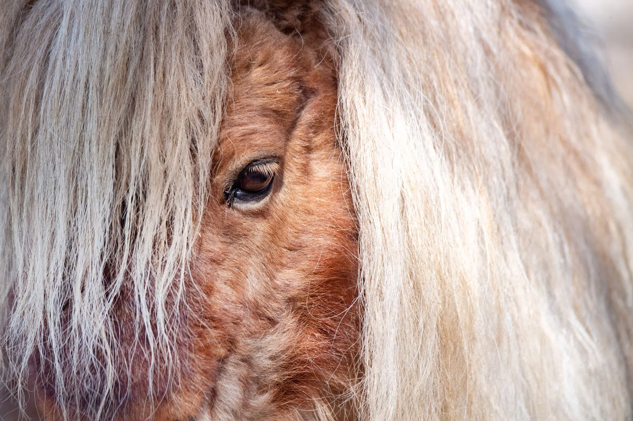 Pony büxt aus: Beamte auf tierischem Einsatz