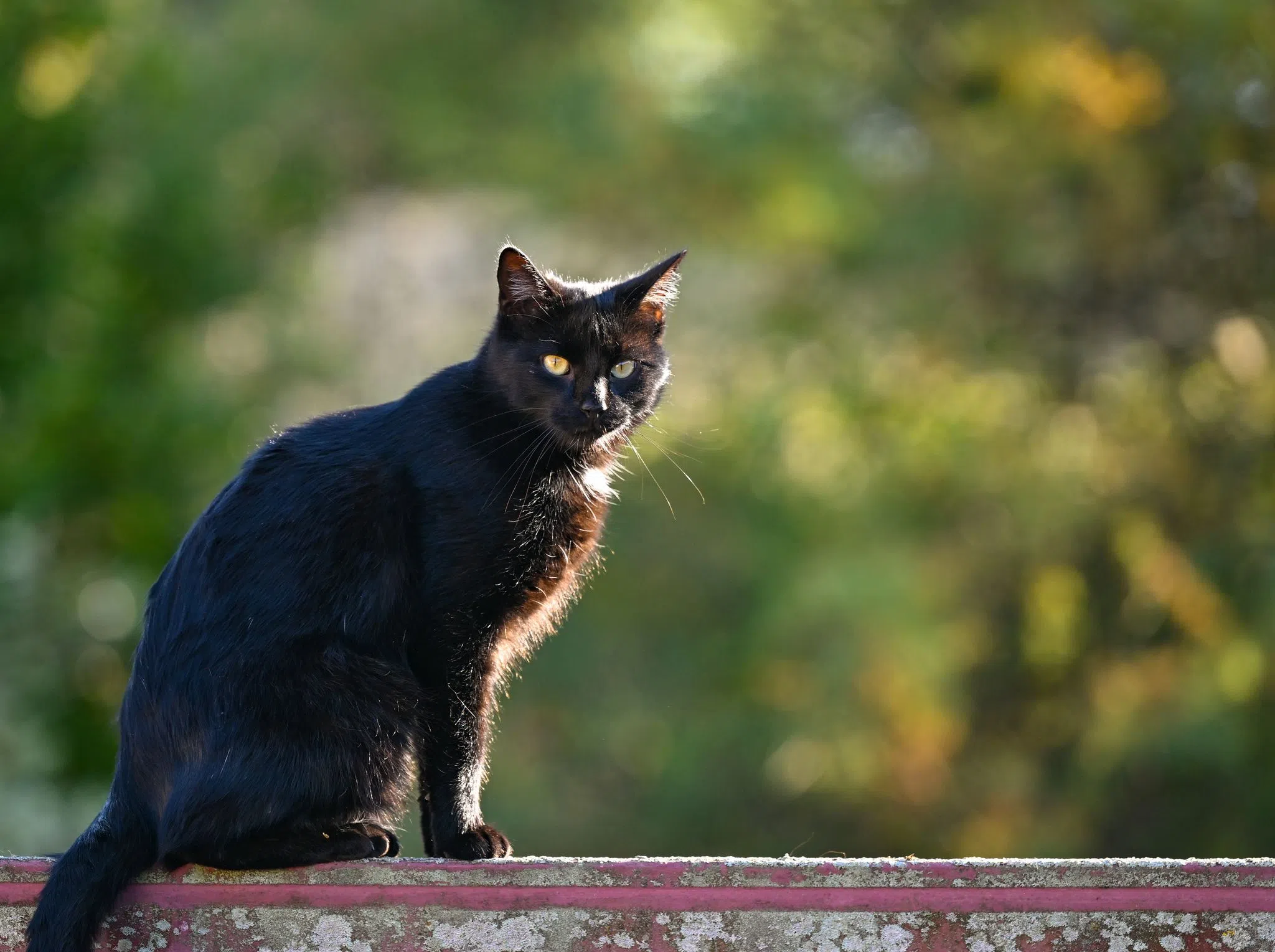 Einsatz für Katzenschutz: «Catmobil»-Tour endet in Mainz