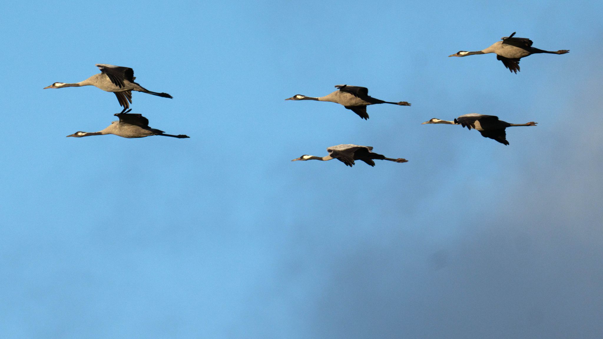 Vogelgrippe breitet sich langsamer aus - keine Entwarnung
