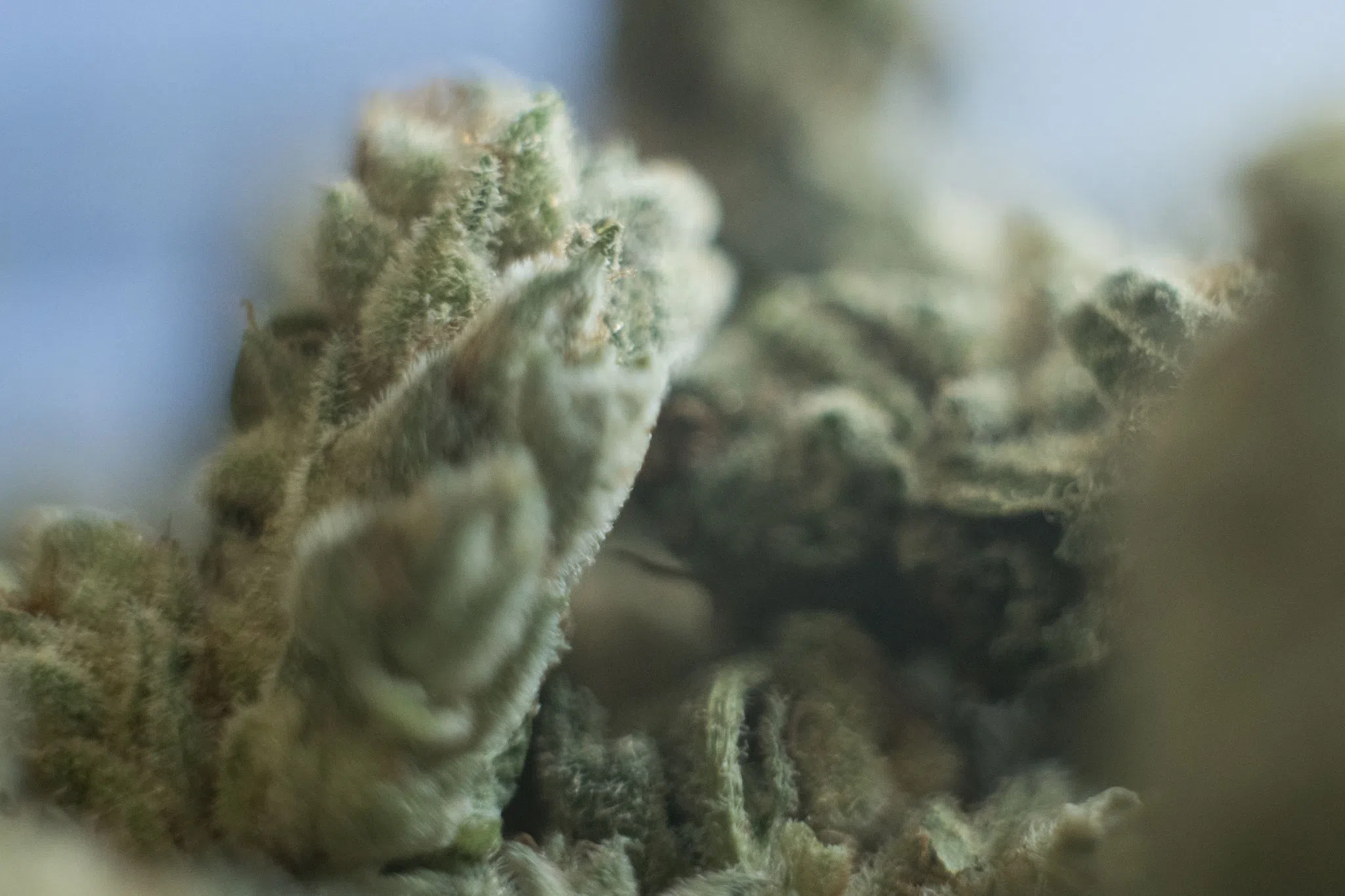 31 Cannabis-Anbauvereinigungen in Rheinland-Pfalz genehmigt