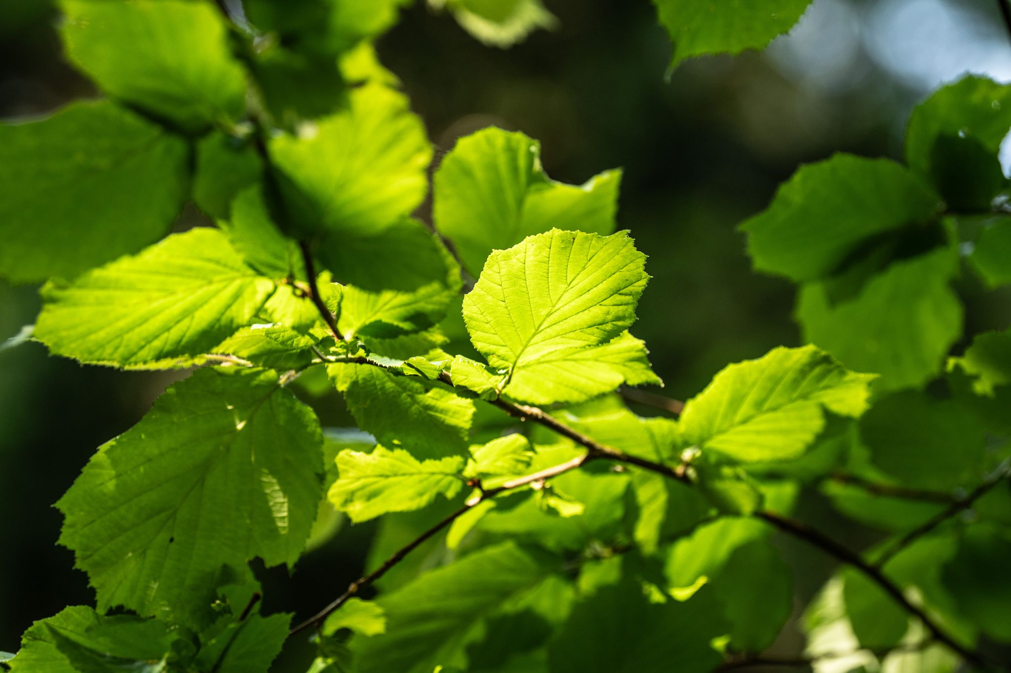 Saarkohlenwald wird «Waldgebiet des Jahres»