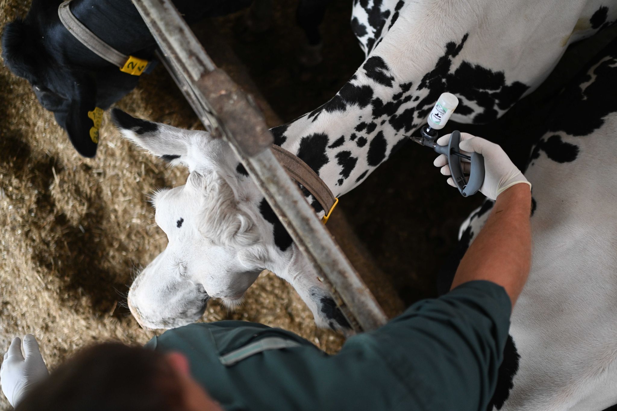 Blauzungenvirus breitet sich aus – riesige Sperrzone