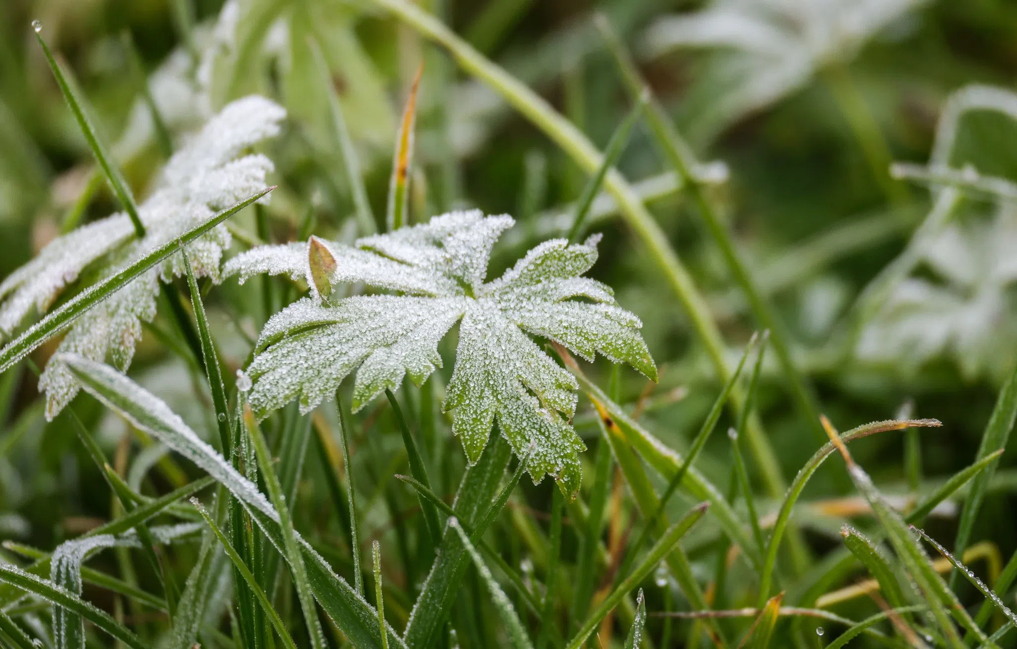 Fällt der erste Schnee? Fällt der erste Schnee?