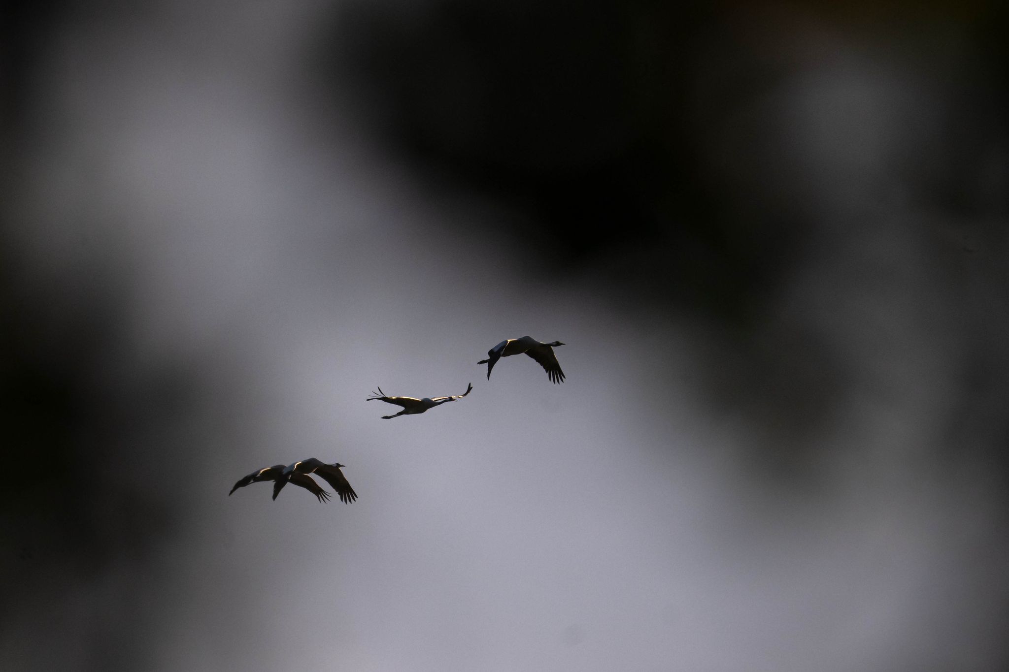 Geflügelgrippe: Stallpflicht im Saarland wird aufgehoben