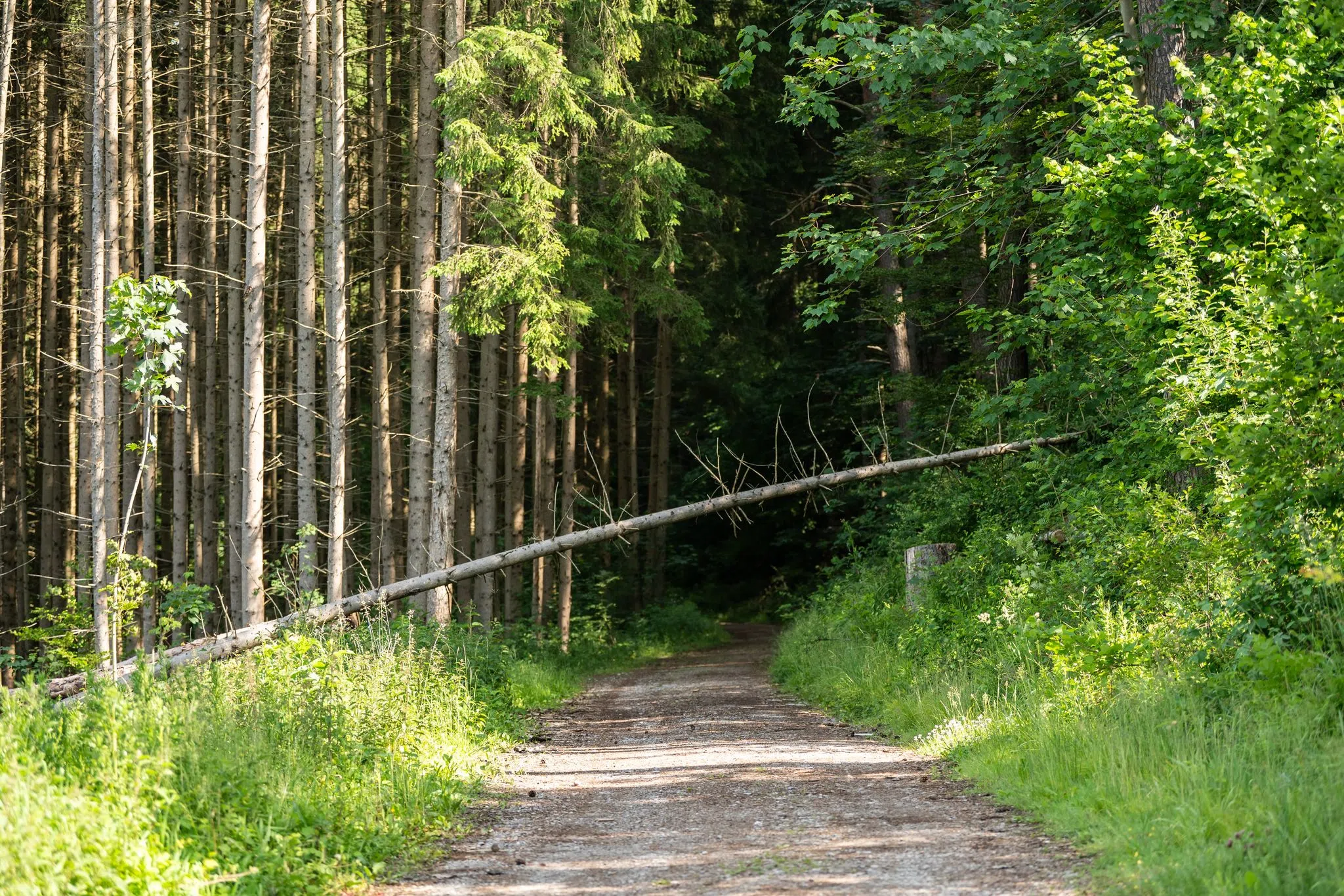 Waldecho-App startet - Bürger melden Probleme im Forst