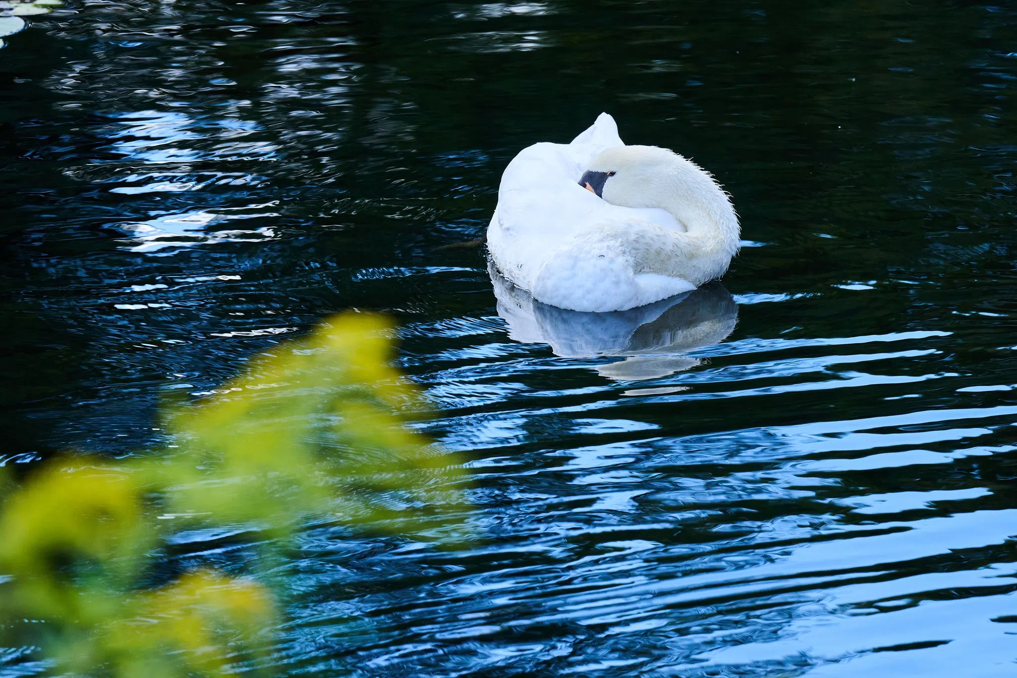 Schwan mit Pfeilen und Bolzen beschossen Schwan mit Pfeilen und Bolzen beschossen