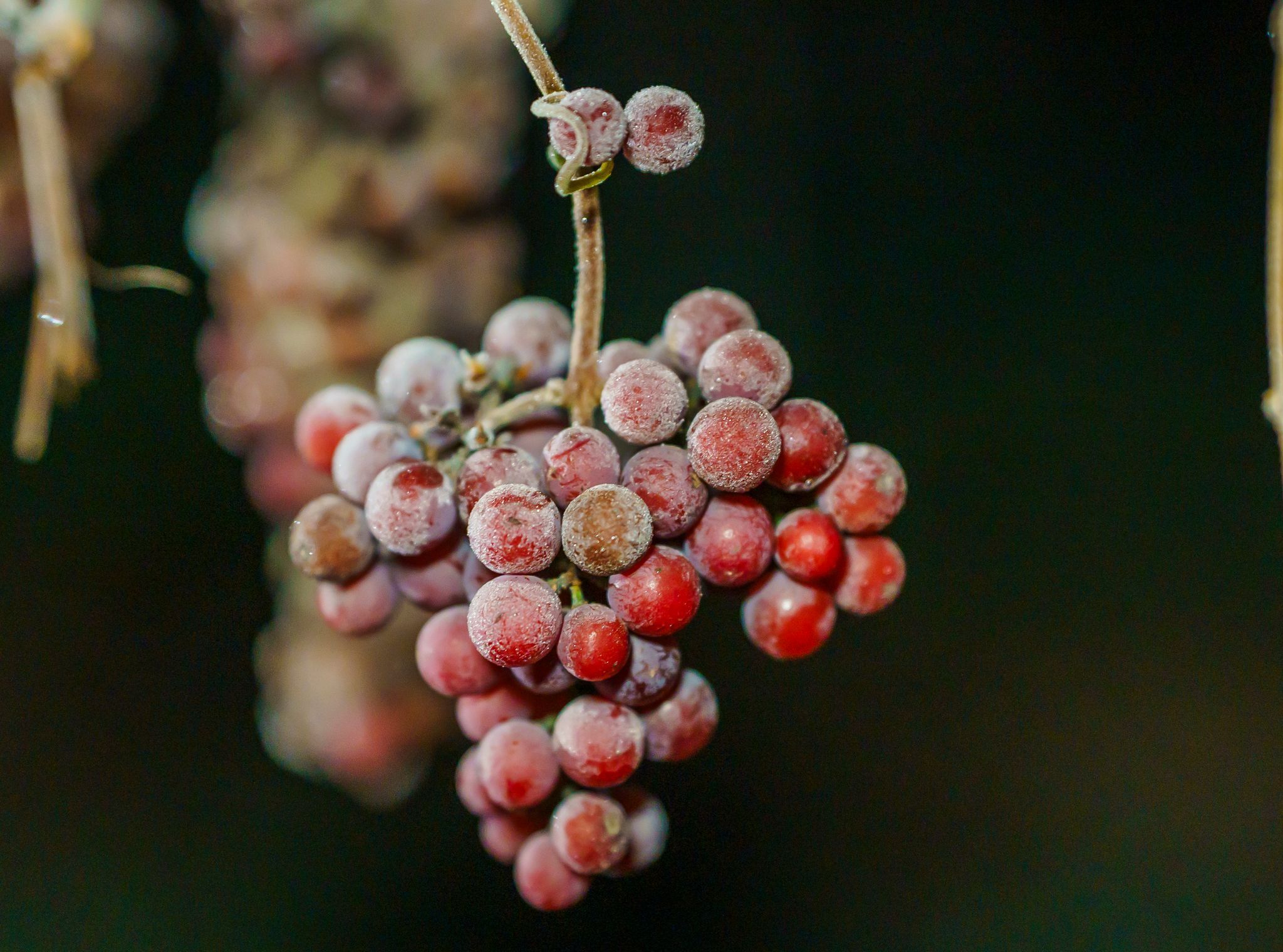 Winzer lesen Eiswein in klirrend kalter Nacht